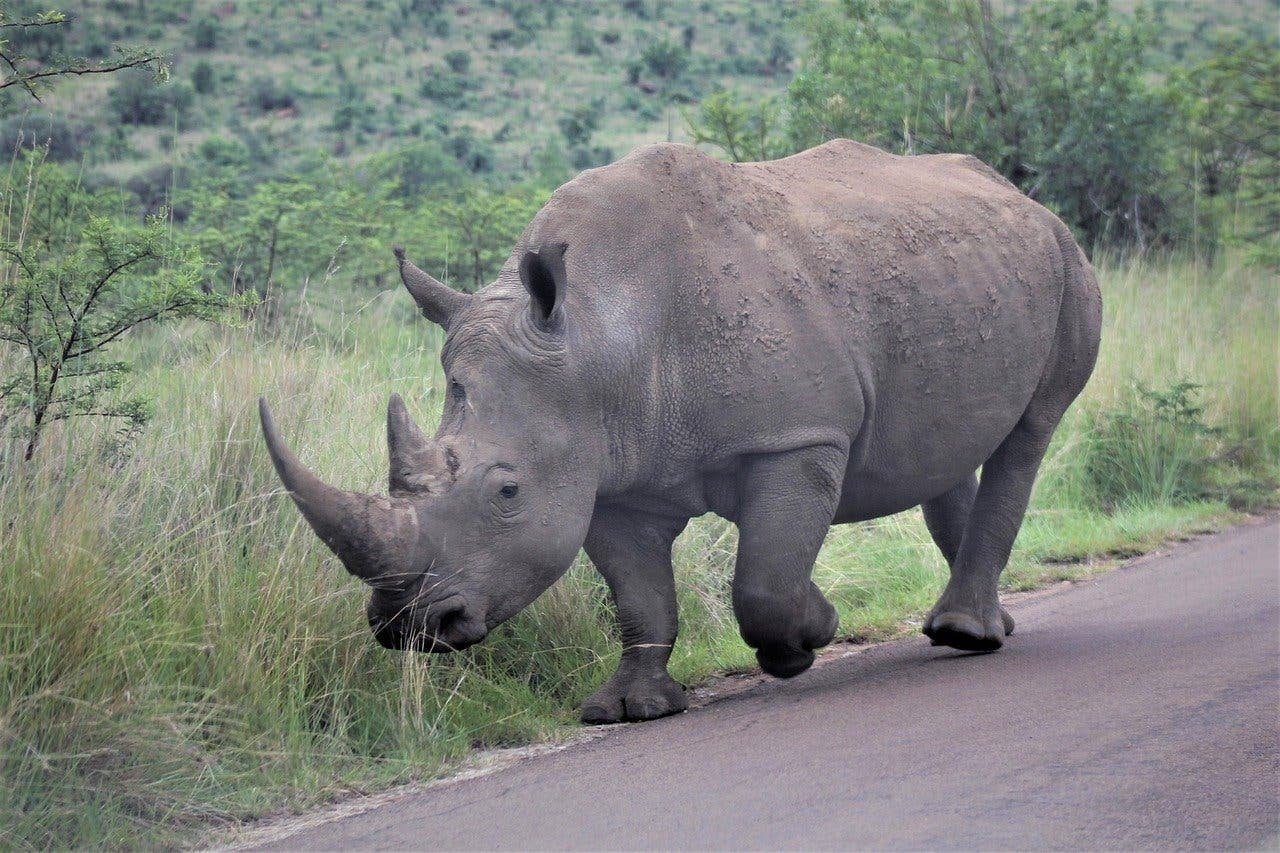 Носорог природная зона. Африканский белый носорог. Африканский черный носорог. Белый носорог в Африке. Носорог Эфиопия.