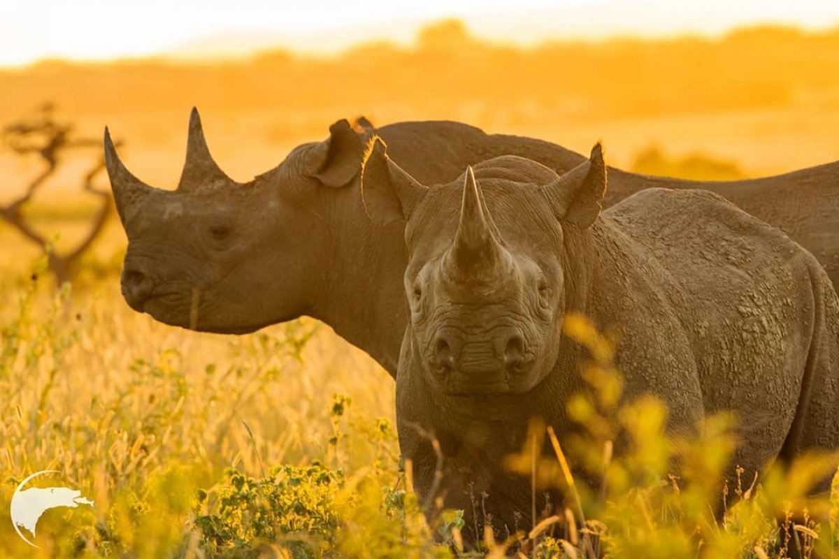 Бело черный носорог. Африканский черный носорог. Белый носорог. Нос носорога. Африканский черный носорог и люди.