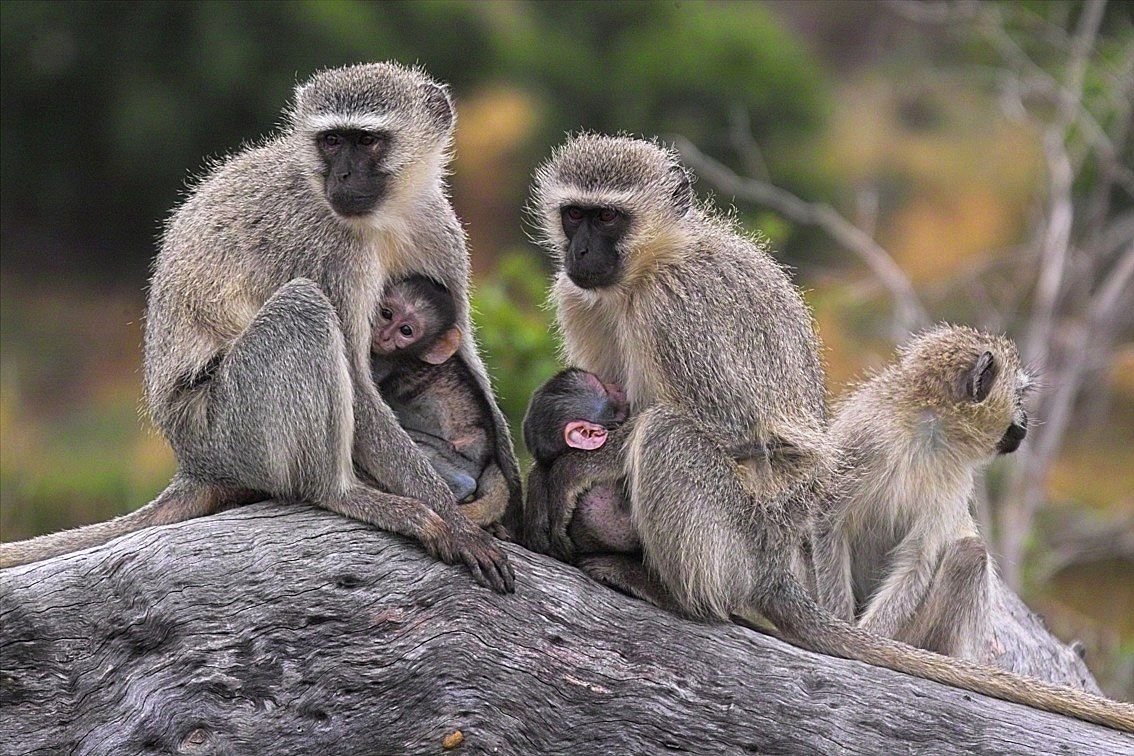 Обезьян нижний. Vervet Monkey. Африканские обезьяны. Разные обезьяны. Африканская мартышка.