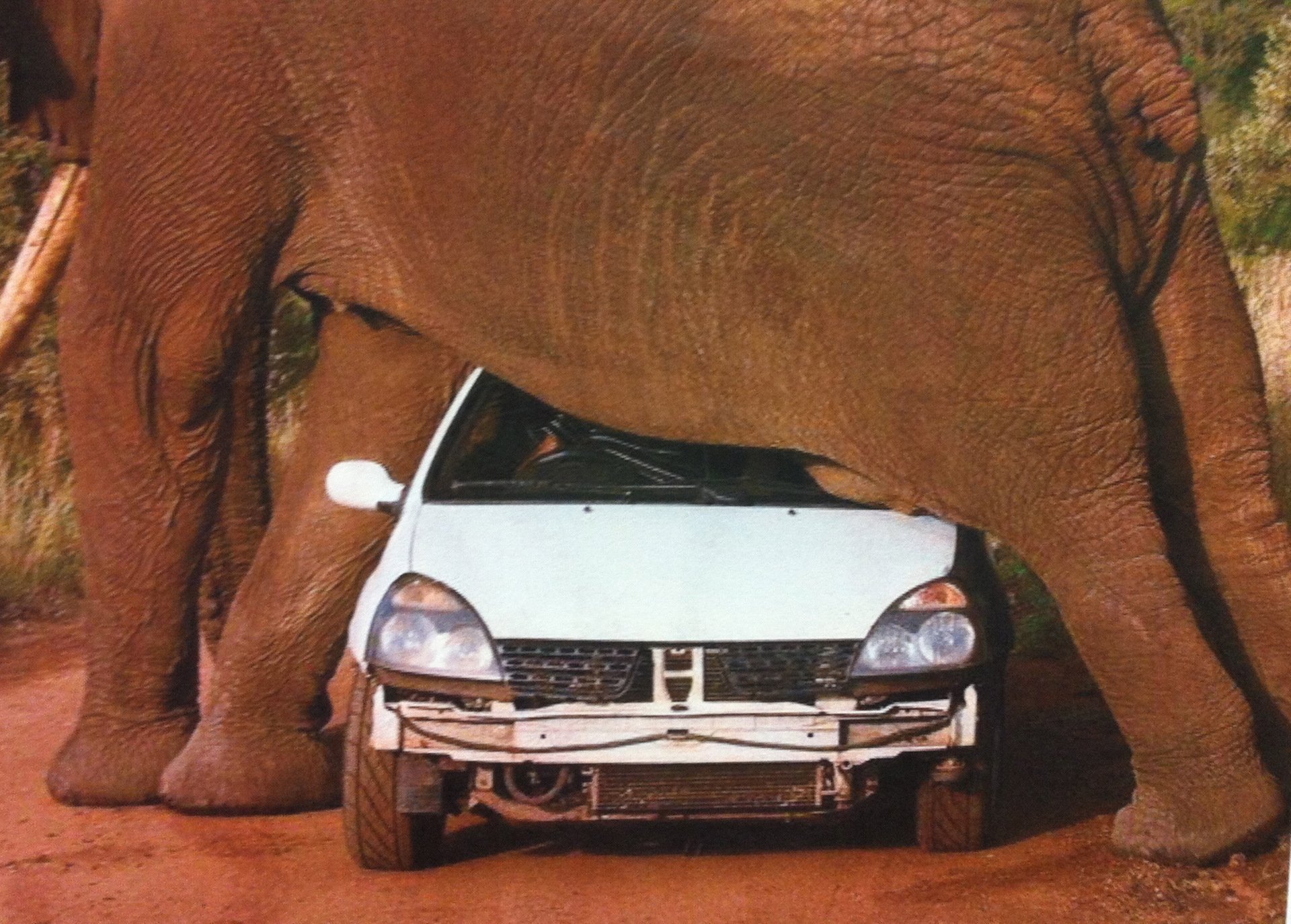 Машина в писюне. Слон автомобиль. Слоник машина. Слон рядом с машиной.