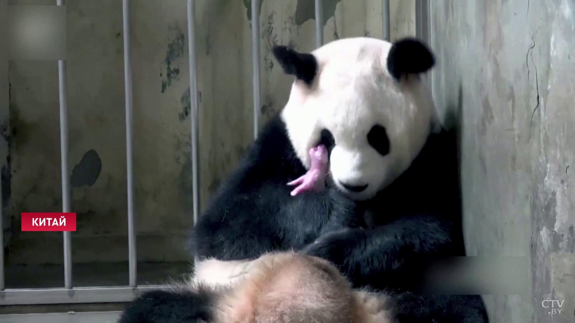 Когда вышла 1 панда. Большая китайская Панда. Chengdu research Base of giant Panda breeding. Рождение панды. Родившиеся панды.