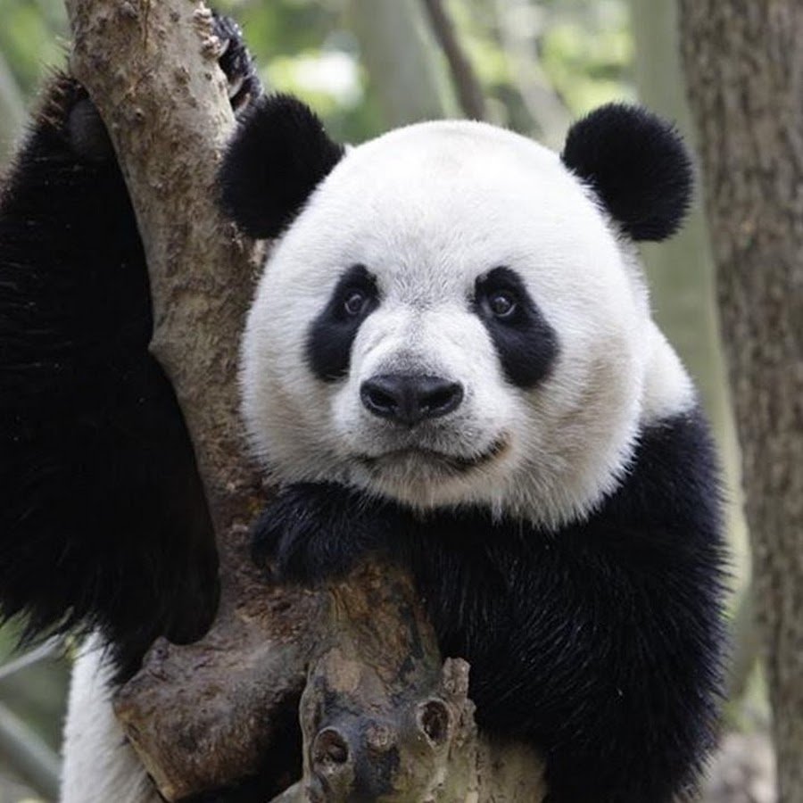Большая панда живет. Очковая Панда. Большая китайская Панда. Очковый медведь и Панда. Большая Панда или бамбуковый медведь.