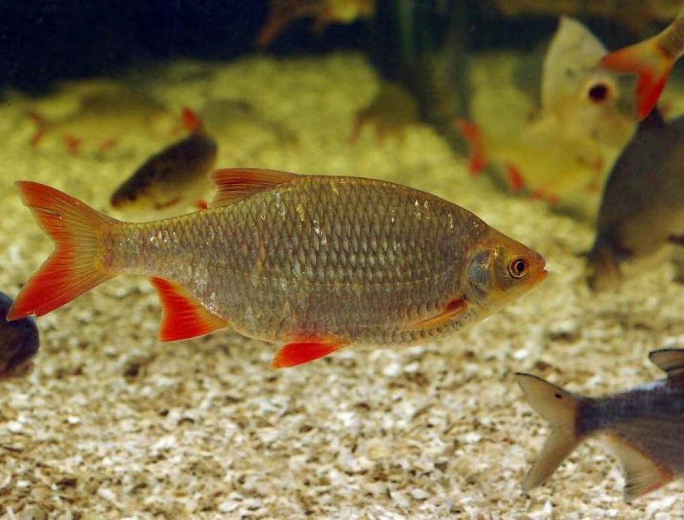 Рыба похожая на карася. Красноперка Озерная. Scardinius erythrophthalmus. Красноперка Озерная рыба. Рыбка красноперка.