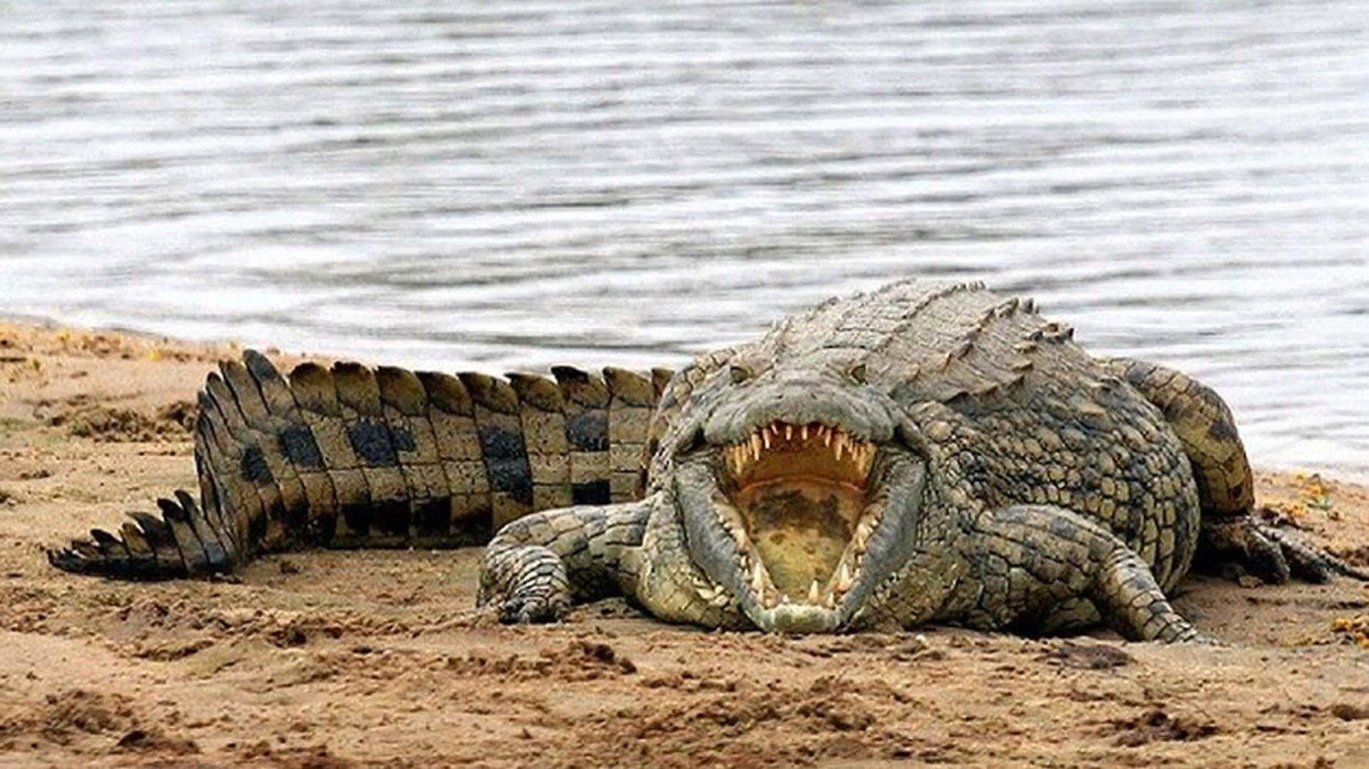 Крокодил самый опасный речной. Нильский крокодил Crocodylus niloticus.