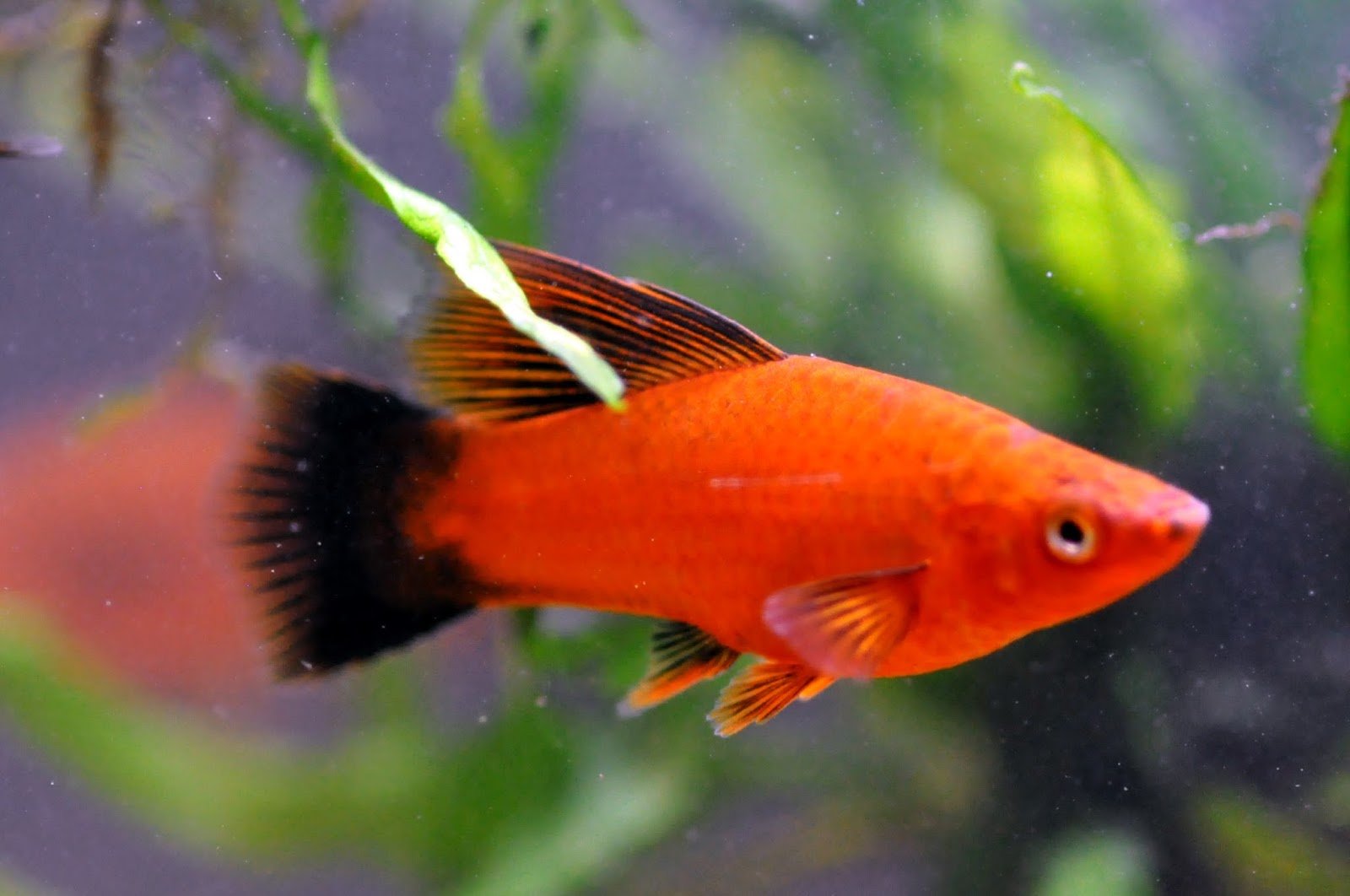 Оранжевая аквариумная рыбка. Меченосцы аквариумные рыбки. Меченосец рыбка самец. Красный меченосец рыбка аквариумная. Меченосец красная Комета.