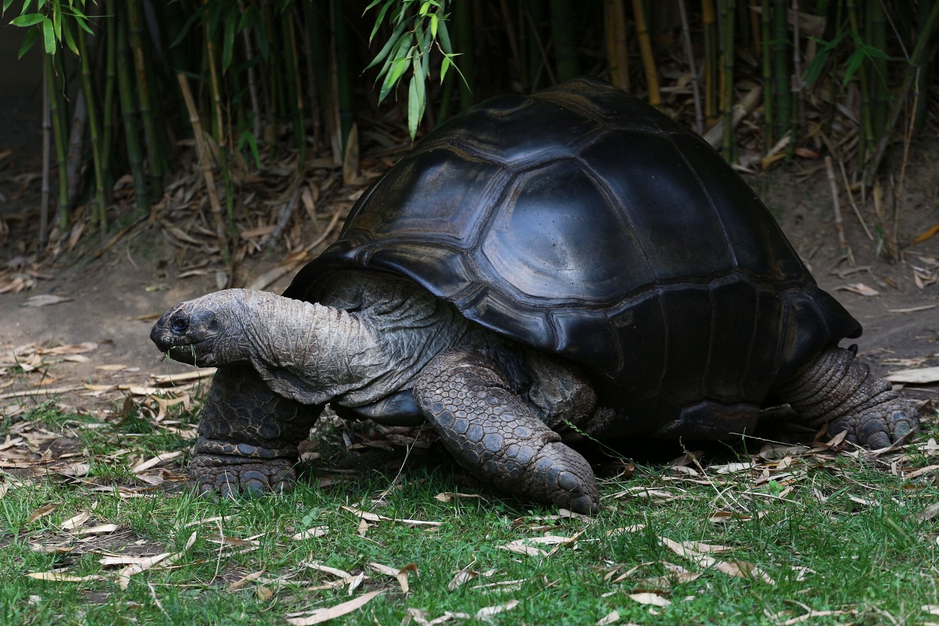 Слоновая черепаха среда обитания. Гигантская черепаха Альдабра. Галапагосская черепаха. Абингдонская слоновая черепаха. Галапагосская гигантская черепаха.