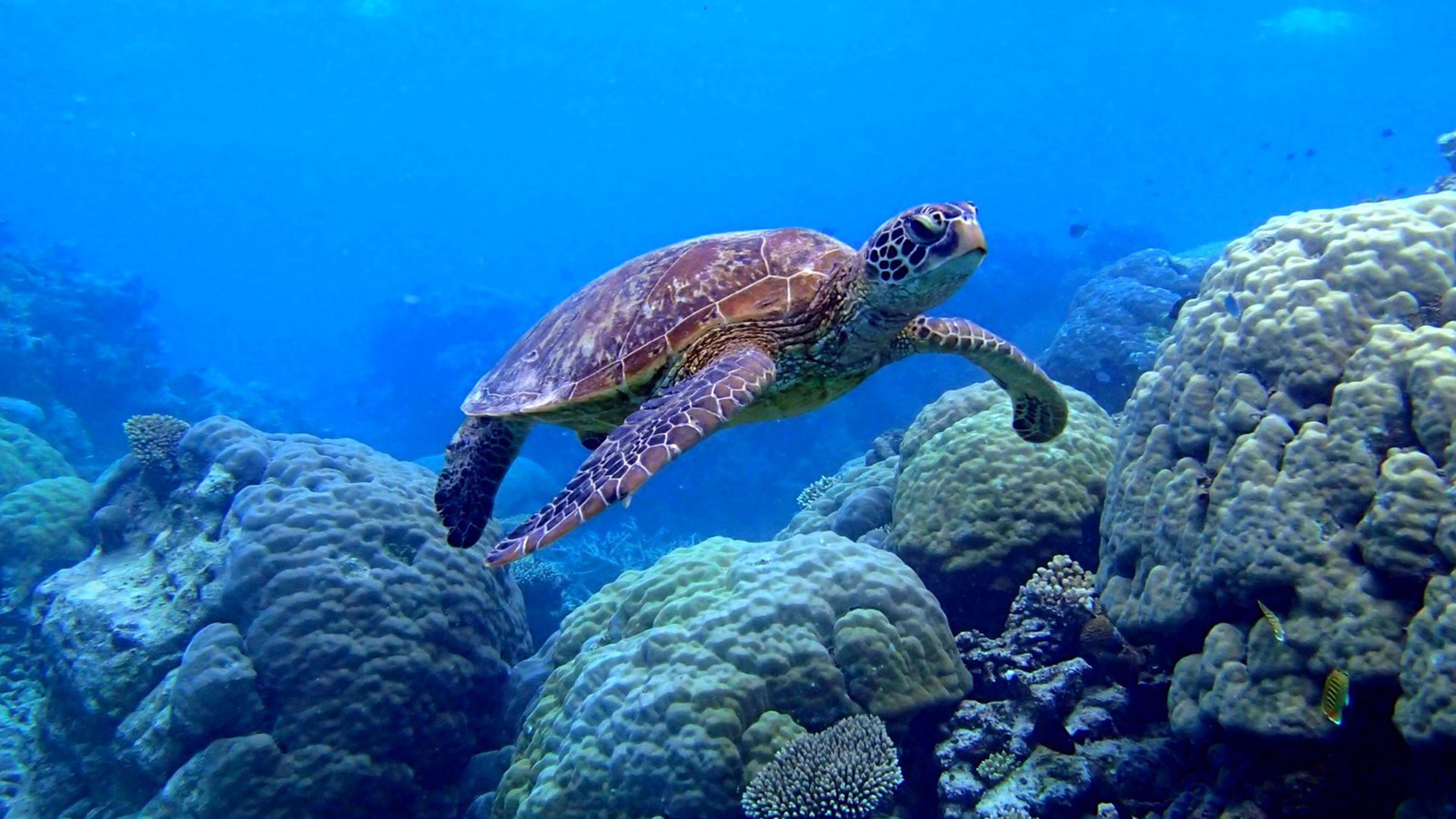 Морские обитатели морская черепаха. Морская черепаха бисса. Черепаха бисса (Каретта). Морская черепаха индийского океана. Нектон черепахи.