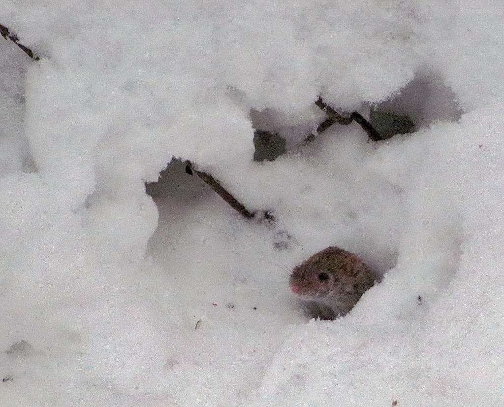 Где прячется зима. Норка мыши полевки. Мышь полевка зима.