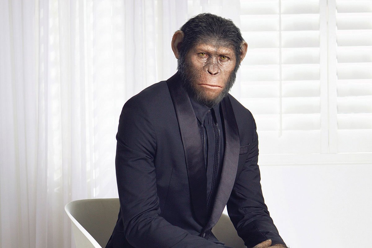 Важная обезьяна. Обезьяна в деловом костюме. Костюм обезьяны. Обезьяна в пиджаке.