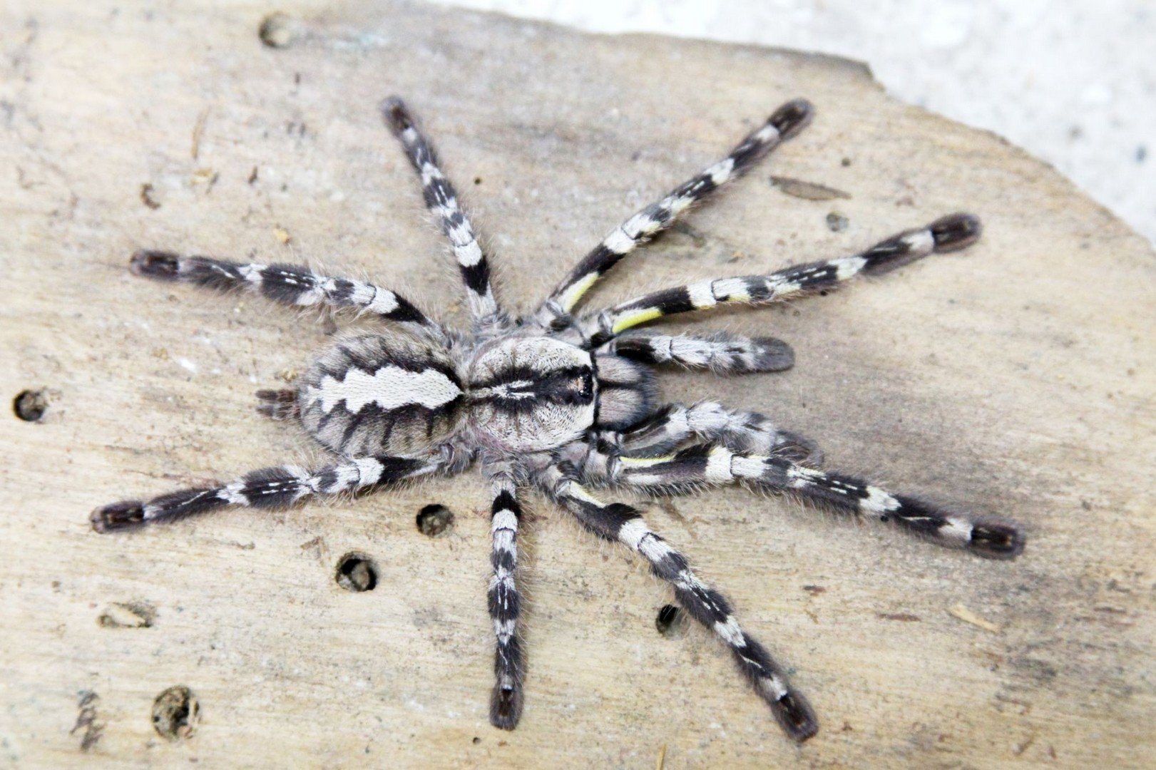 Жалят смертельно: ученый рассказала об опасных видах пауков Волгоградской области