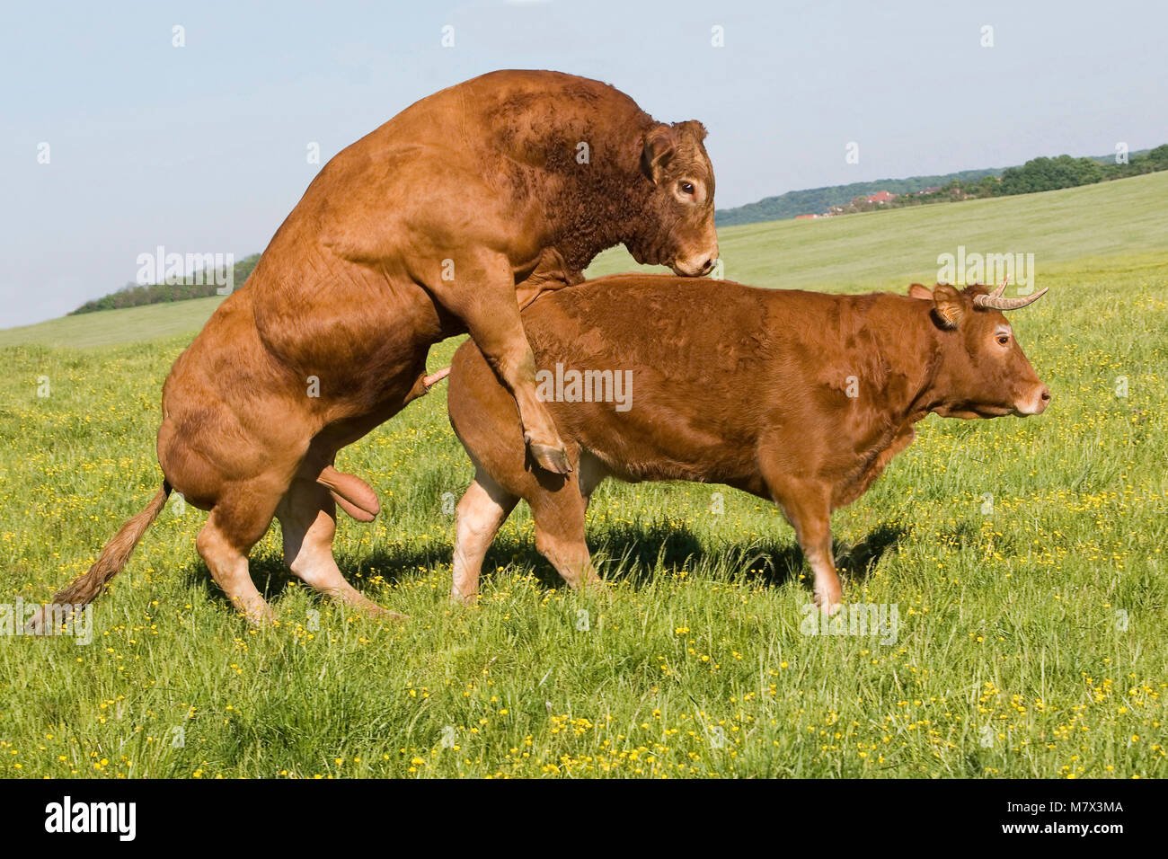 как трахать коров рассказы фото 7
