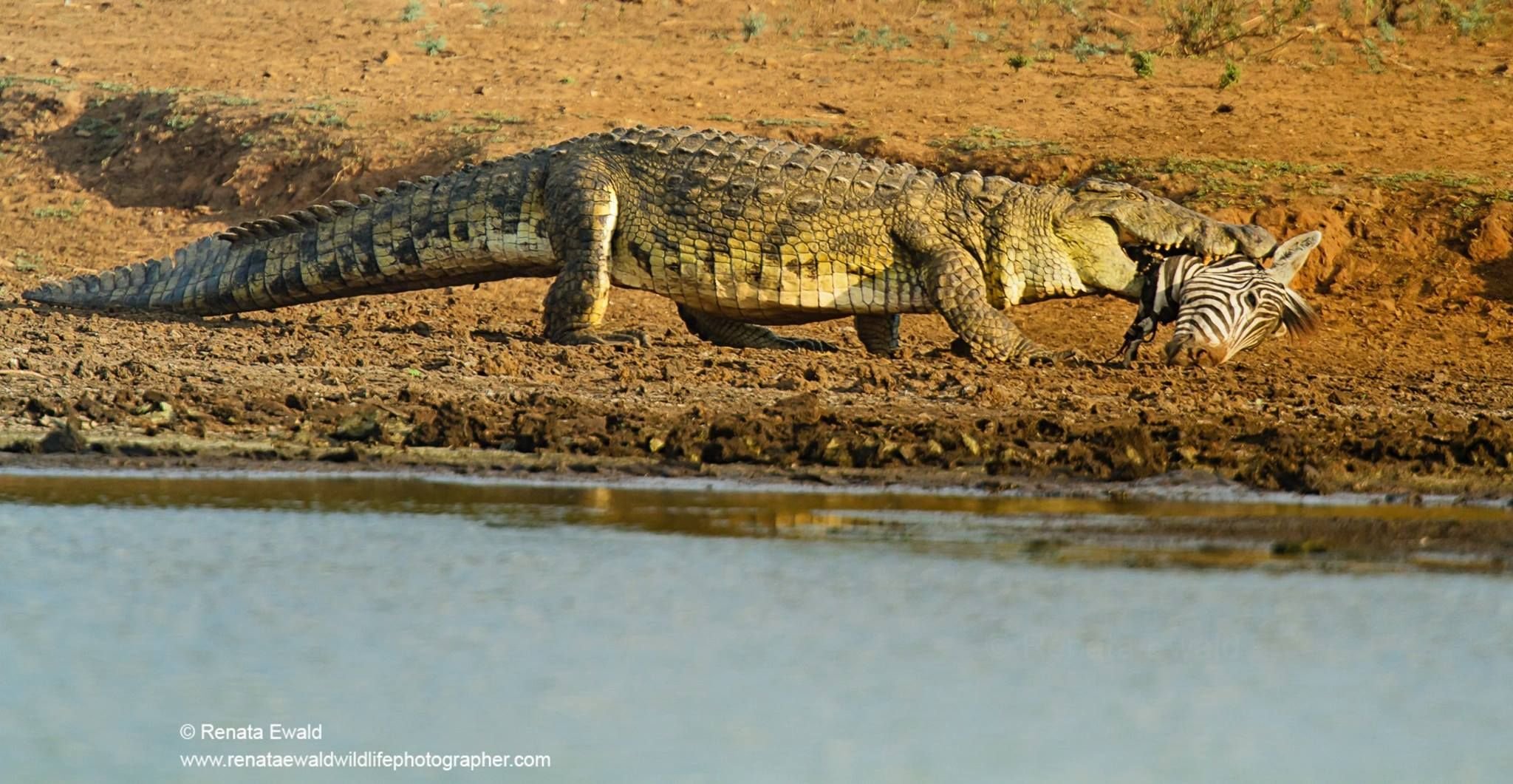 Крокодил живет в африке. Африканский Нильский крокодил. Африканский гребнистый крокодил. Озеро Танганьика крокодилы. Малагасийский Нильский крокодил.