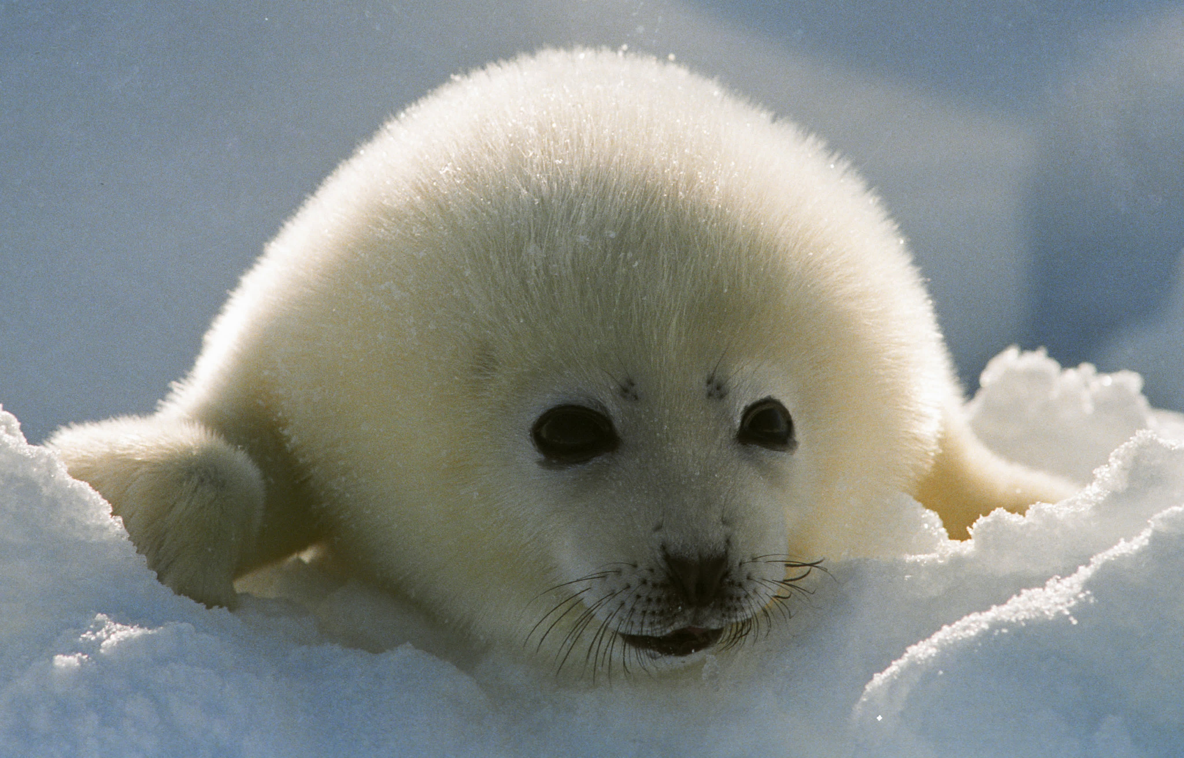 Северный ледовитый животный мир. Белек гренландского тюленя. Северный Ледовитый океан животный мир. Белёк детеныш нерпы. Белек нерпы.