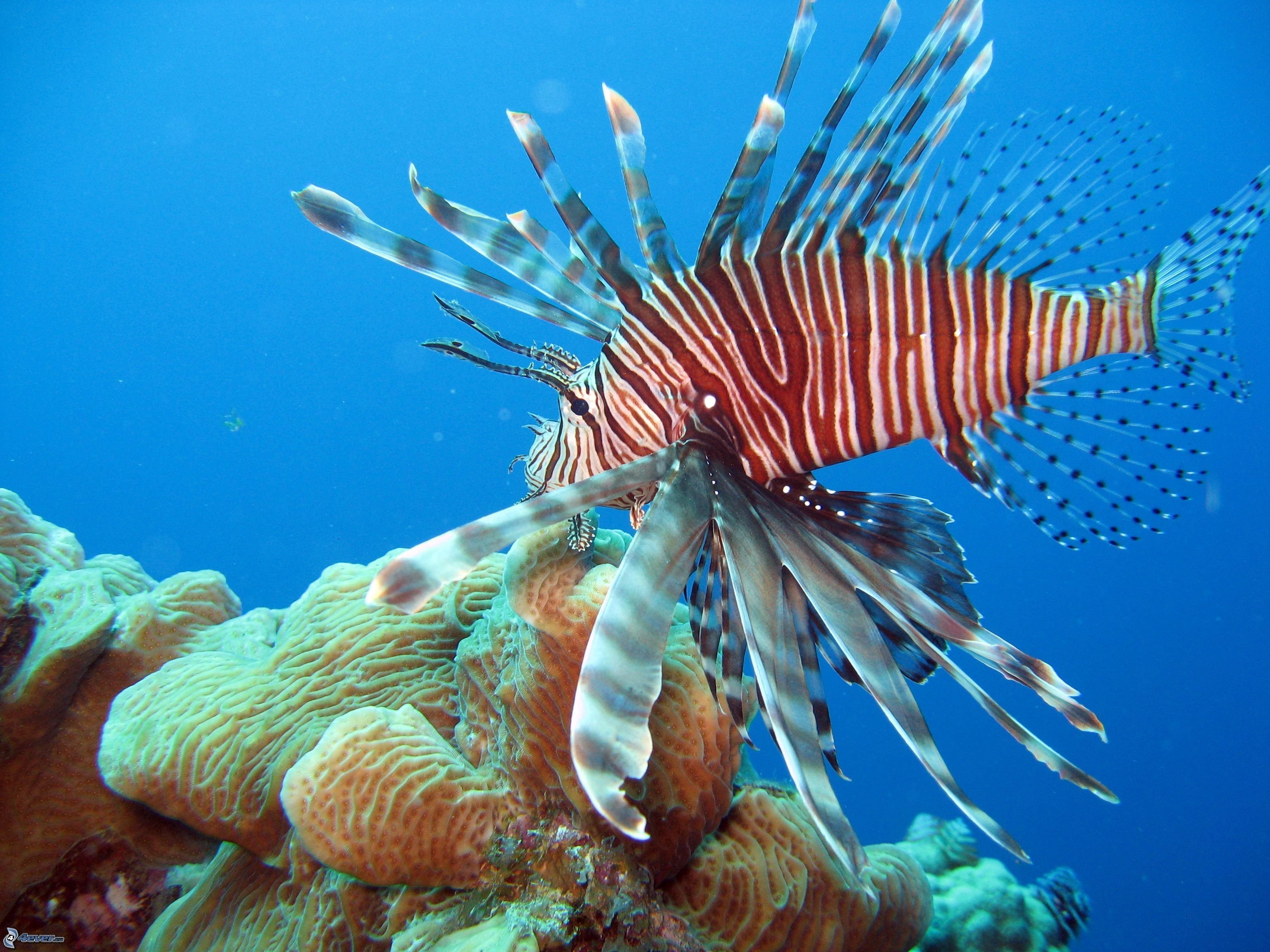 Обитатели океана рыбы. Рыба крылатка в Красном море. Рыба бабочка коралл коралловое море. Рыба крылатка в коралловых рифах. Рыбы Средиземного моря крылатка.