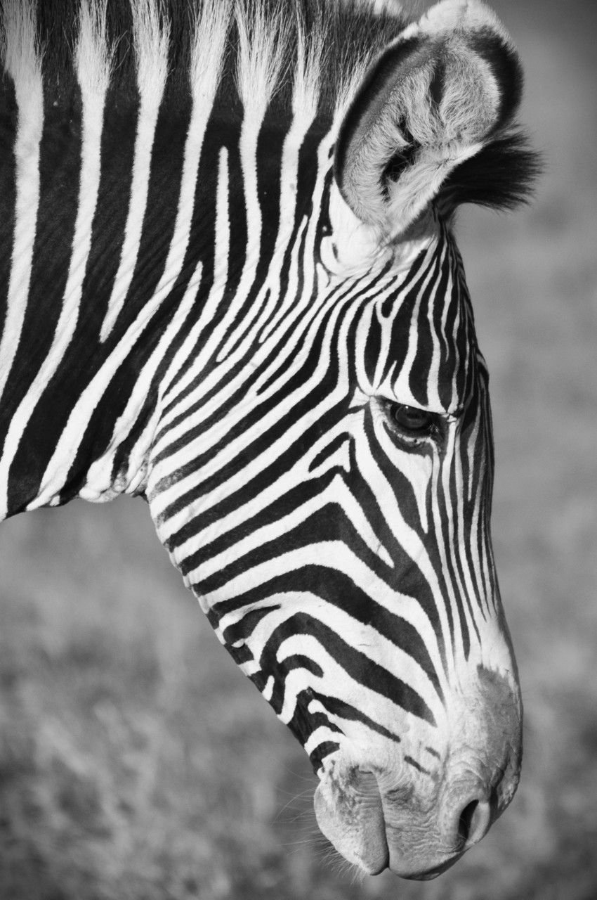 Ноздри зебры