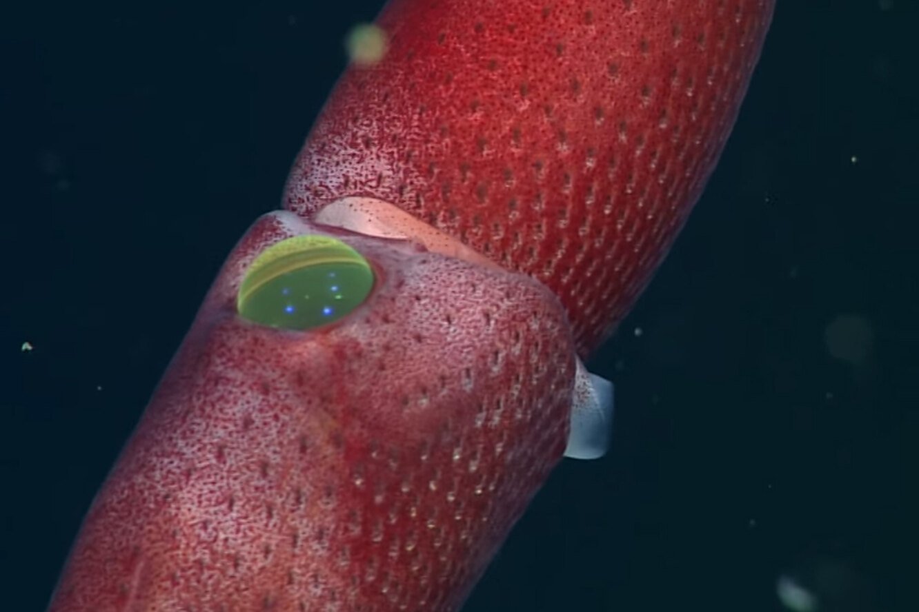Игра в кальмара красный зеленый. Кальмар Histioteuthis heteropsis. Земляничный кальмар. Глубоководный кальмар Onykia ingens. Косоглазый кальмар.