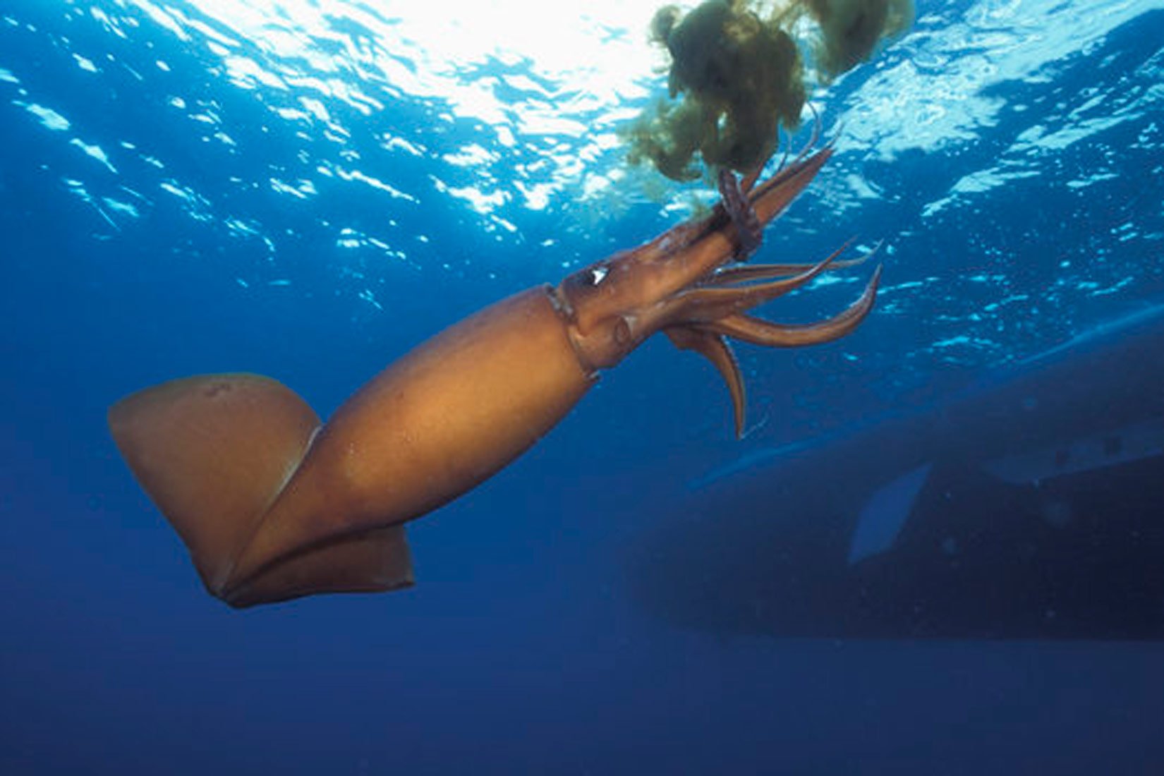 Головоногие моллюски чернила. Тихоокеанский кальмар (todarodes pacificus). Кальмар дозидикус. Чернильный мешок кальмара.