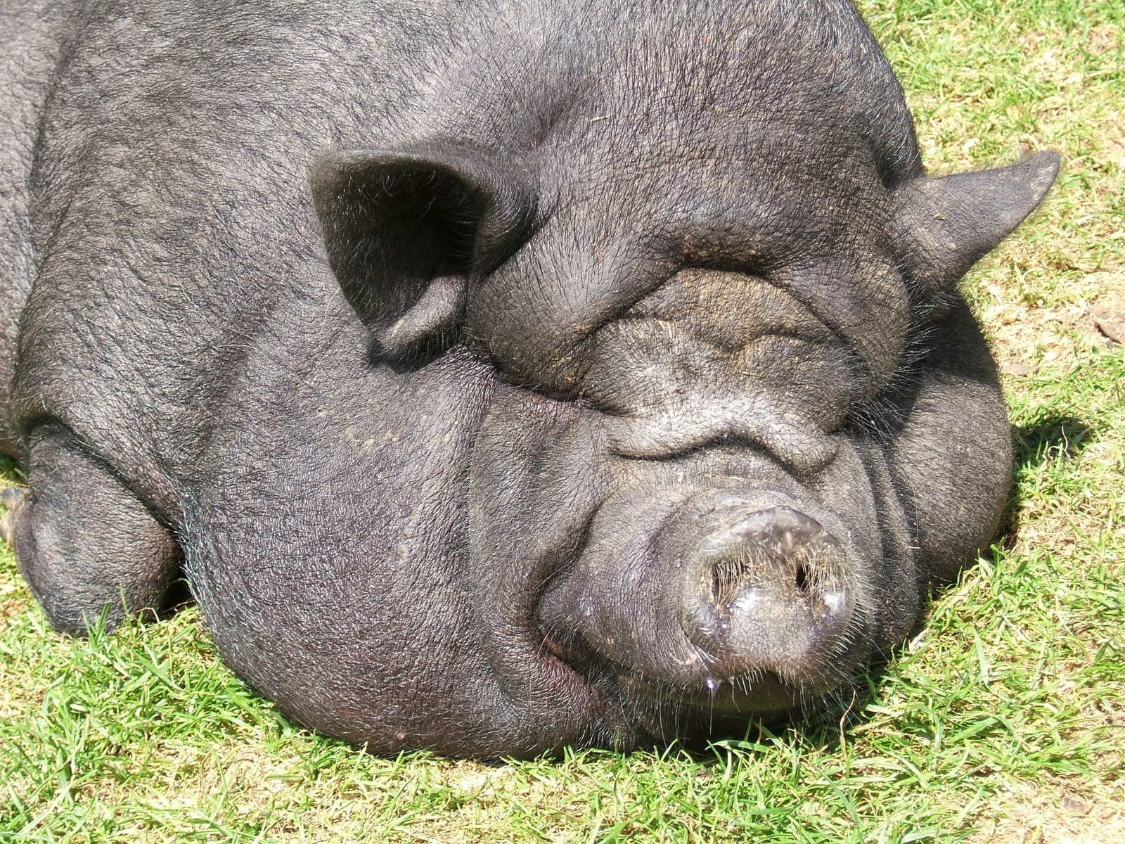 Какое животное самое толстое. Лакомб порода свиней. Вьетнамская вислоухая свинья. Вьетнамская вислобрюхая свинья. Кабан боров хряк свинья.