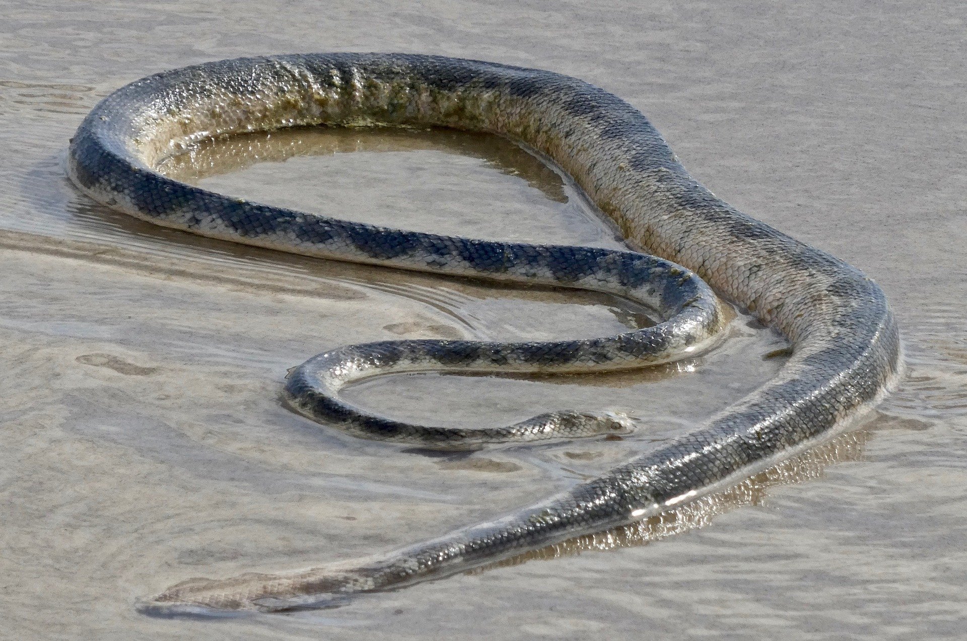 Водяная змейка. Морская змея пеламида. «Водяные змеи |i» (1907).. Морская гадюка змея. Морской змей (Sea Serpent).