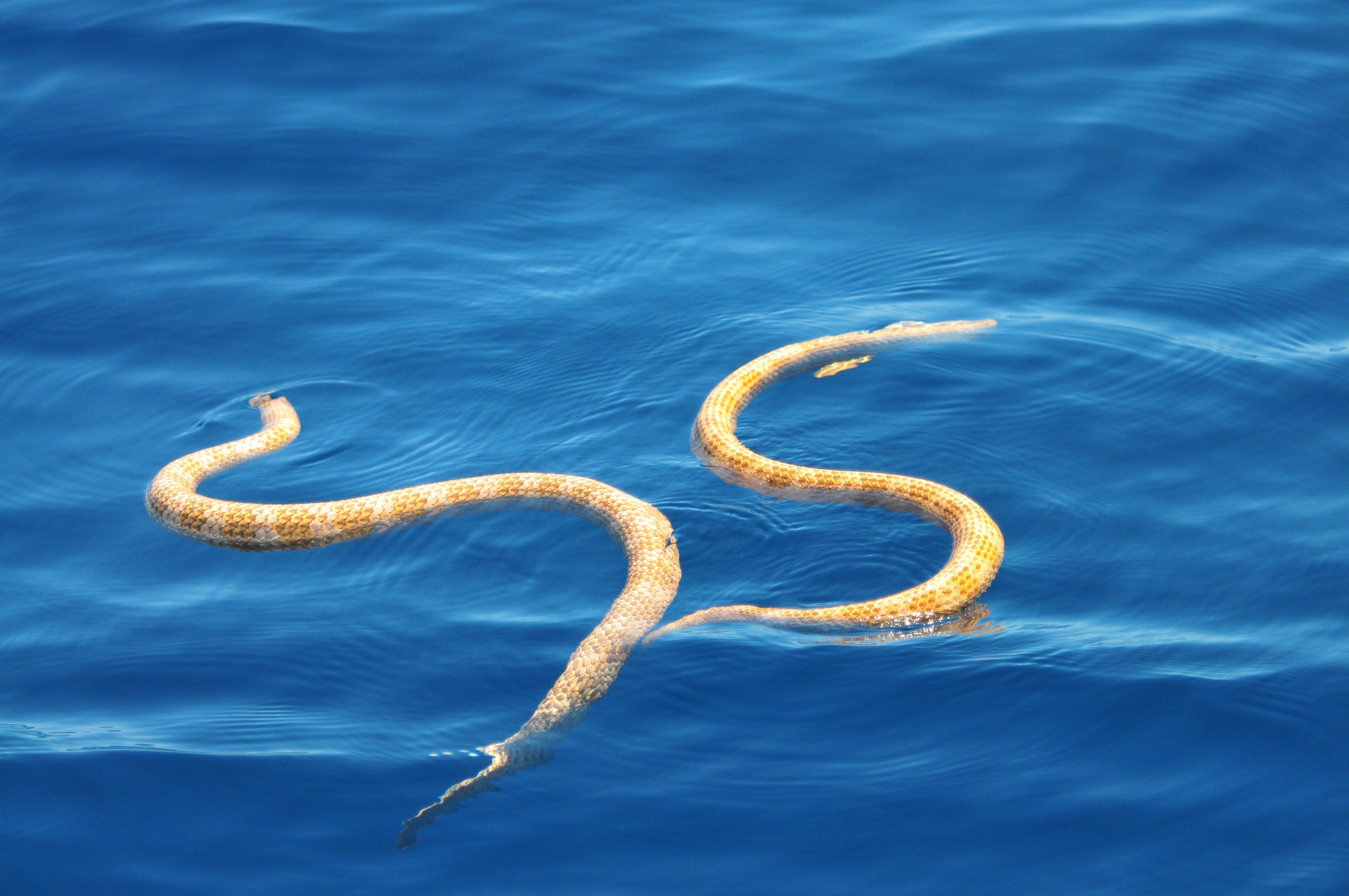 Водяная змейка. Морская змея Астроция. Морская гадюка змея. Морская змея карунг. Морская змея Желтогубый плоскохвост.