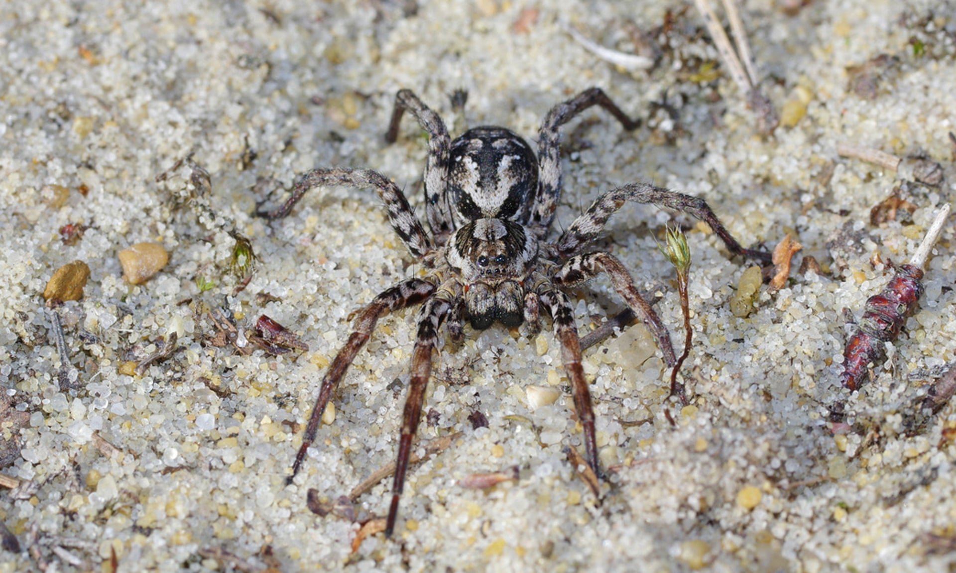 Определить вид паука. Alopecosa Fabrilis. Редкие пауки. Самые редкие виды пауков. Пауки гиганты.