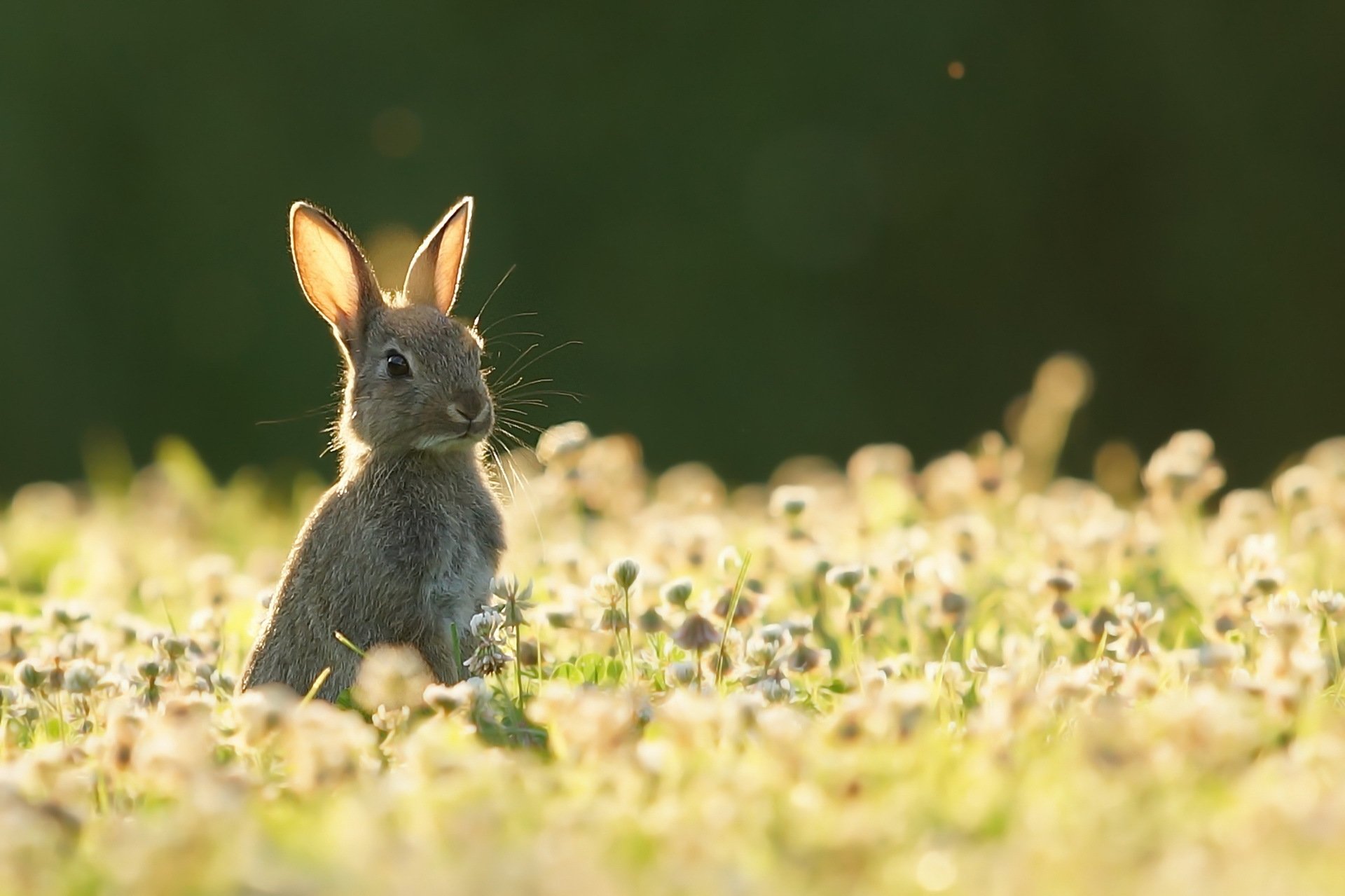 Звери под солнцем. Животные летом. Зайчик в траве. Кролики в природе. Зайцы фото красивые.