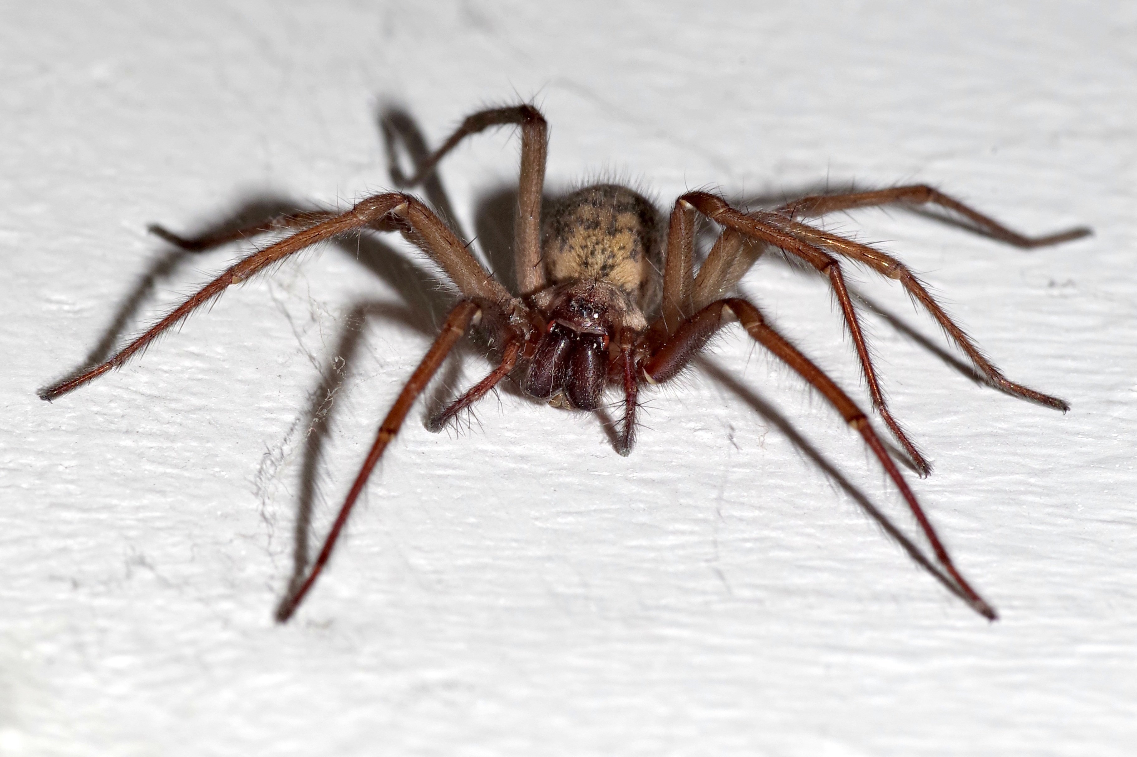 К чему снятся большие пауки во сне. Домовой паук Tegenaria Agrestis. Паук тегенария. Tegenaria ferruginea. Паукообразные Арахниды.