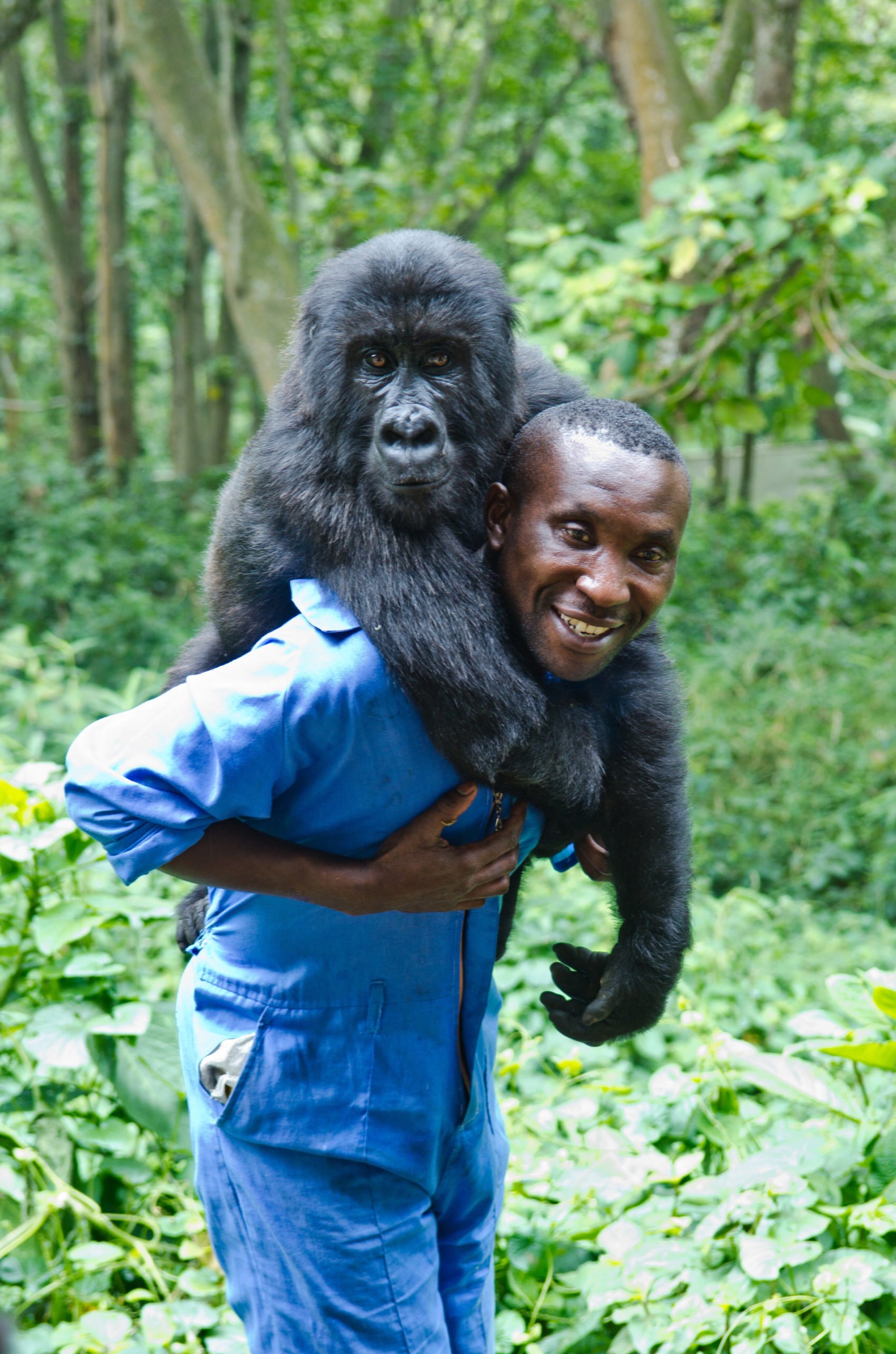 Покажи человека обезьяну. Ндакаси горилла. Горная горилла Ндакаси. Вирунга парк гориллы. Горные гориллы в национальном парке Вирунга.