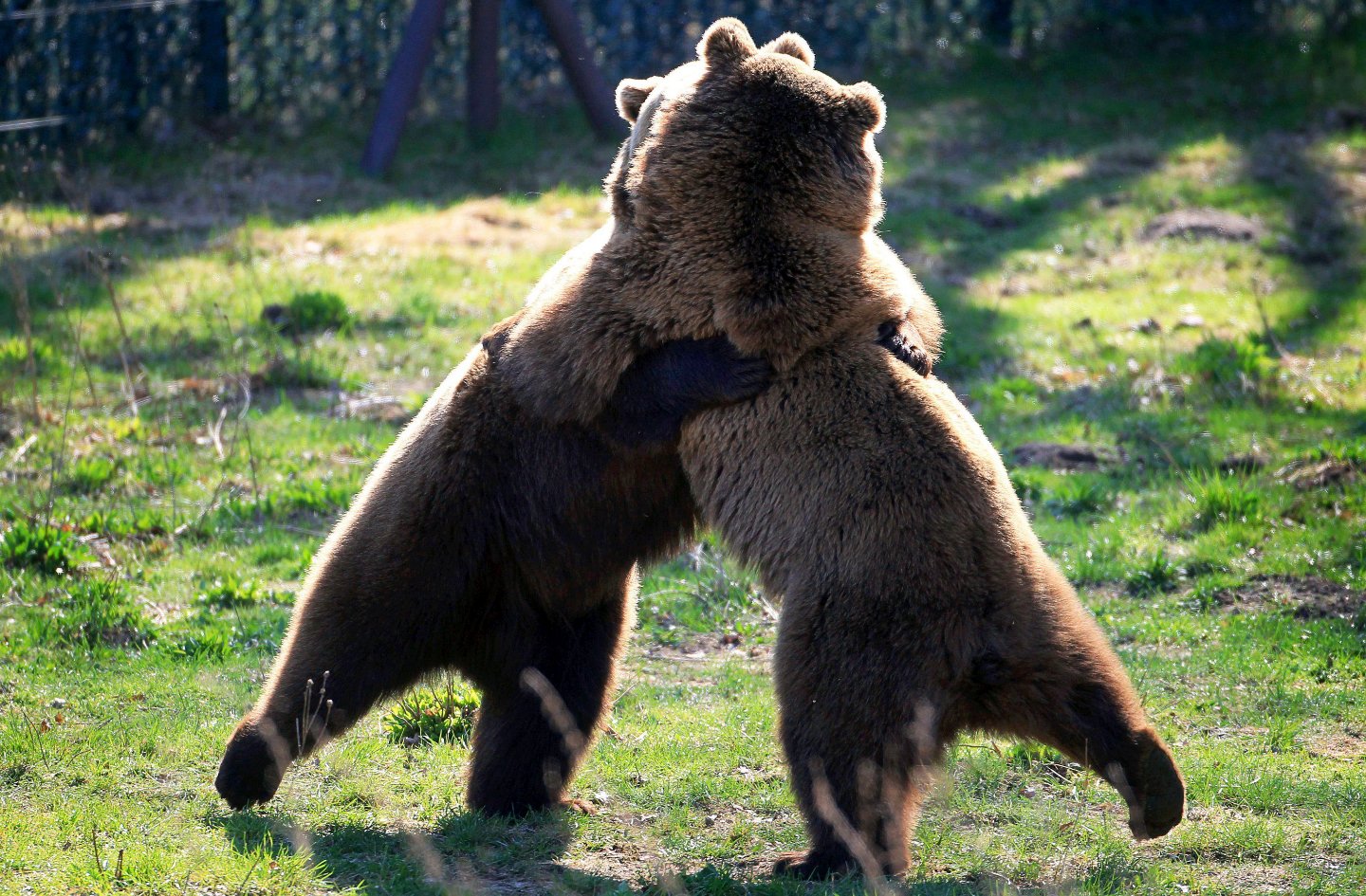 Приколы С Медведями
