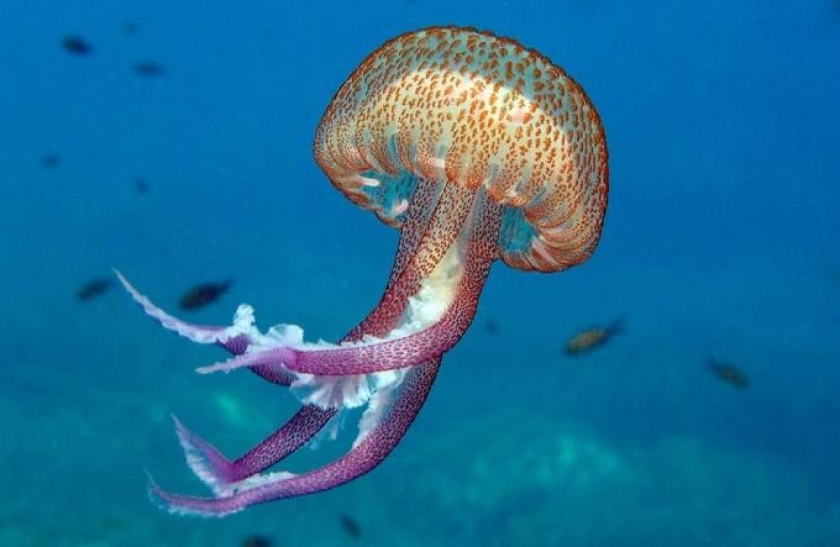 М морские обитатели. Медуза пелагия ночесветка. Пелагия ночесветка (Pelagia Noctiluca). Сцифоидная медуза пелагия ночесветка.