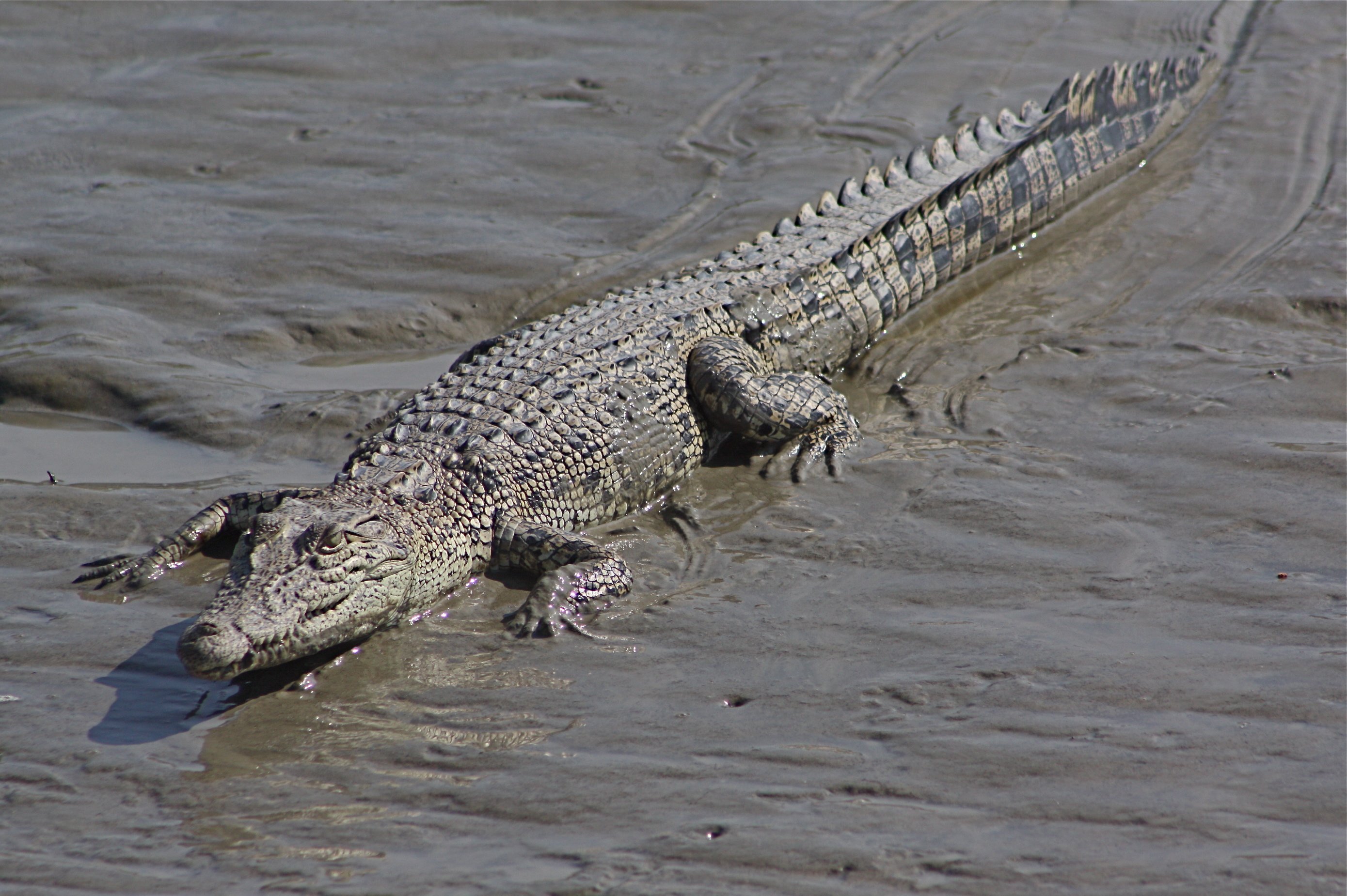 Крокодил самый опасный речной. Морской гребнистый крокодил. Нильский крокодил. Животные Австралии гребнистый крокодил. Нильский и гребнистый крокодил.