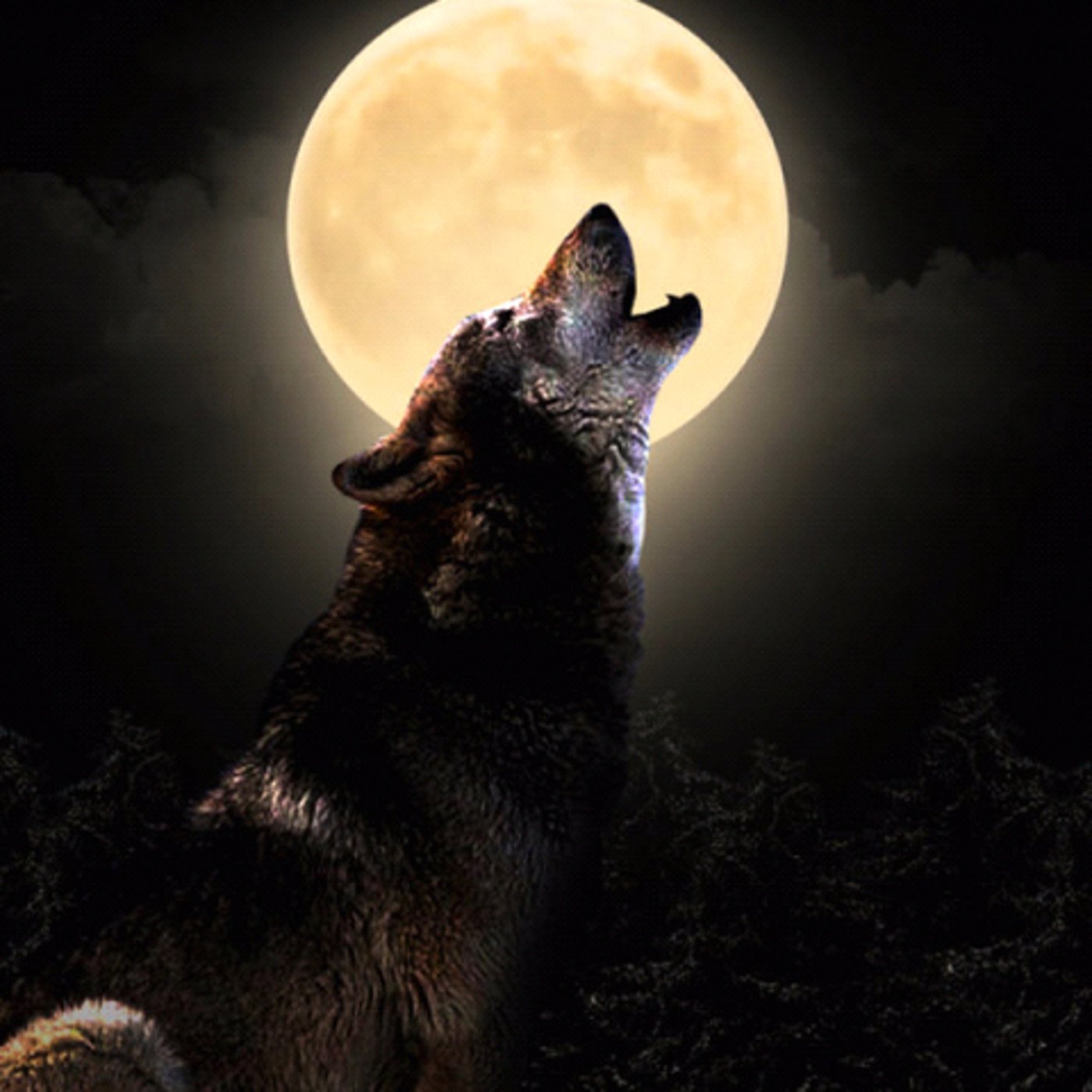 Вой волка на луну песня. Волк воет на луну. Волк и Луна. Воющий волк. Волк ночь Луна.