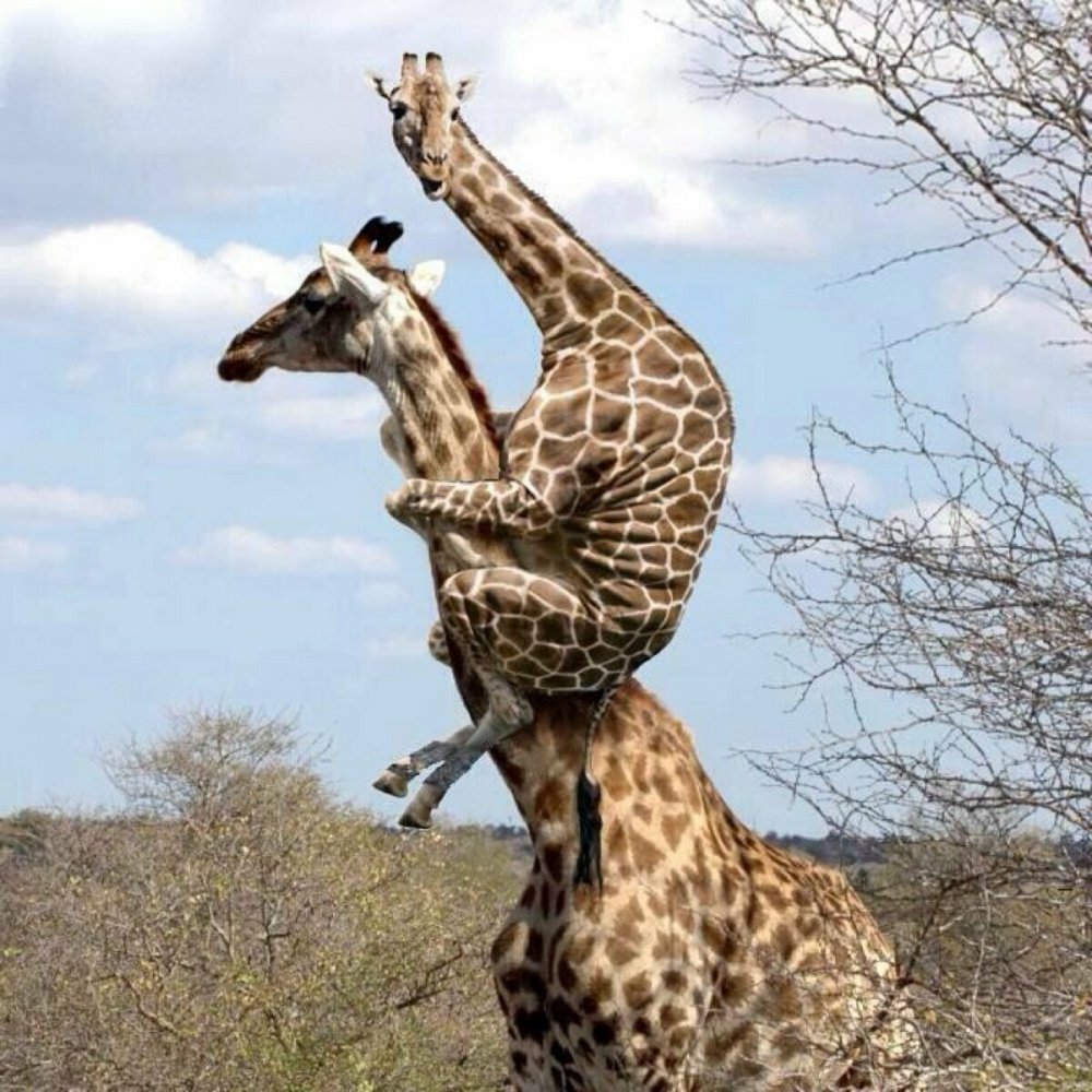 Забавные Жирафы