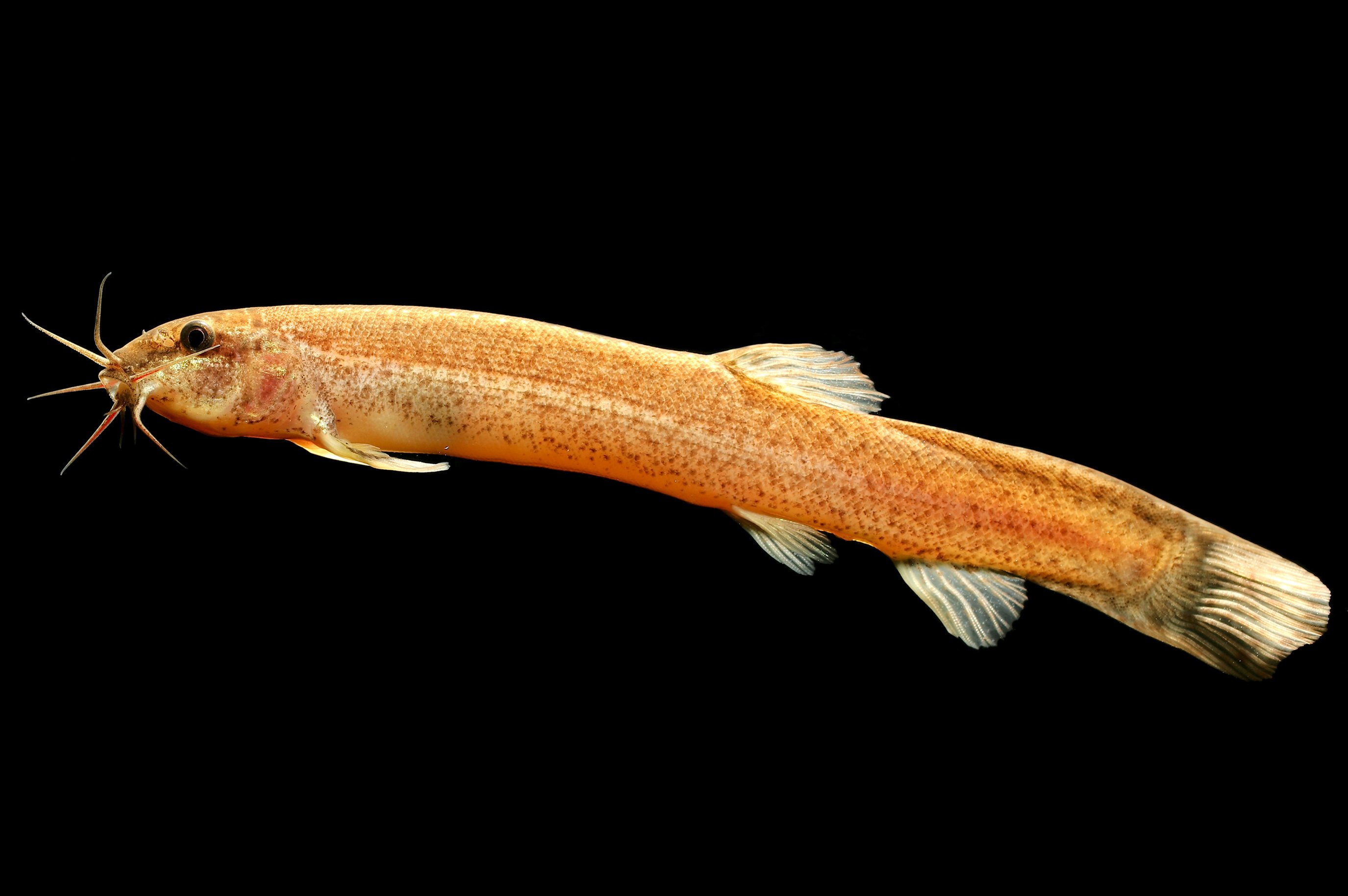 Красный вьюн рыба. Misgurnus anguillicaudatus. Вьюн Речной. Амурский Вьюн рыба. Вьюн Акантофтальмус.