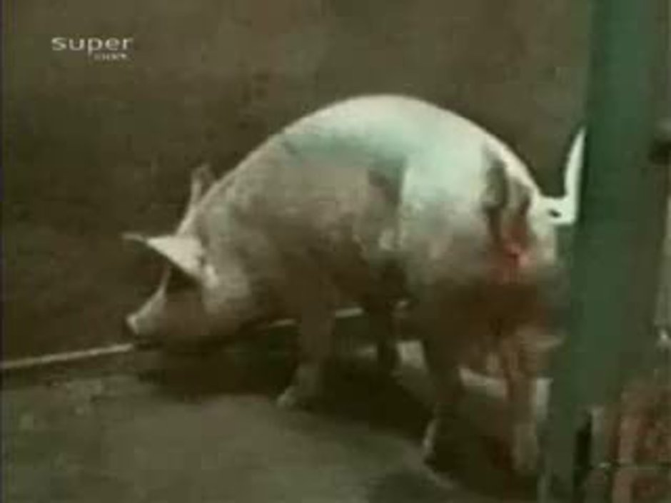Превращение в лошадь