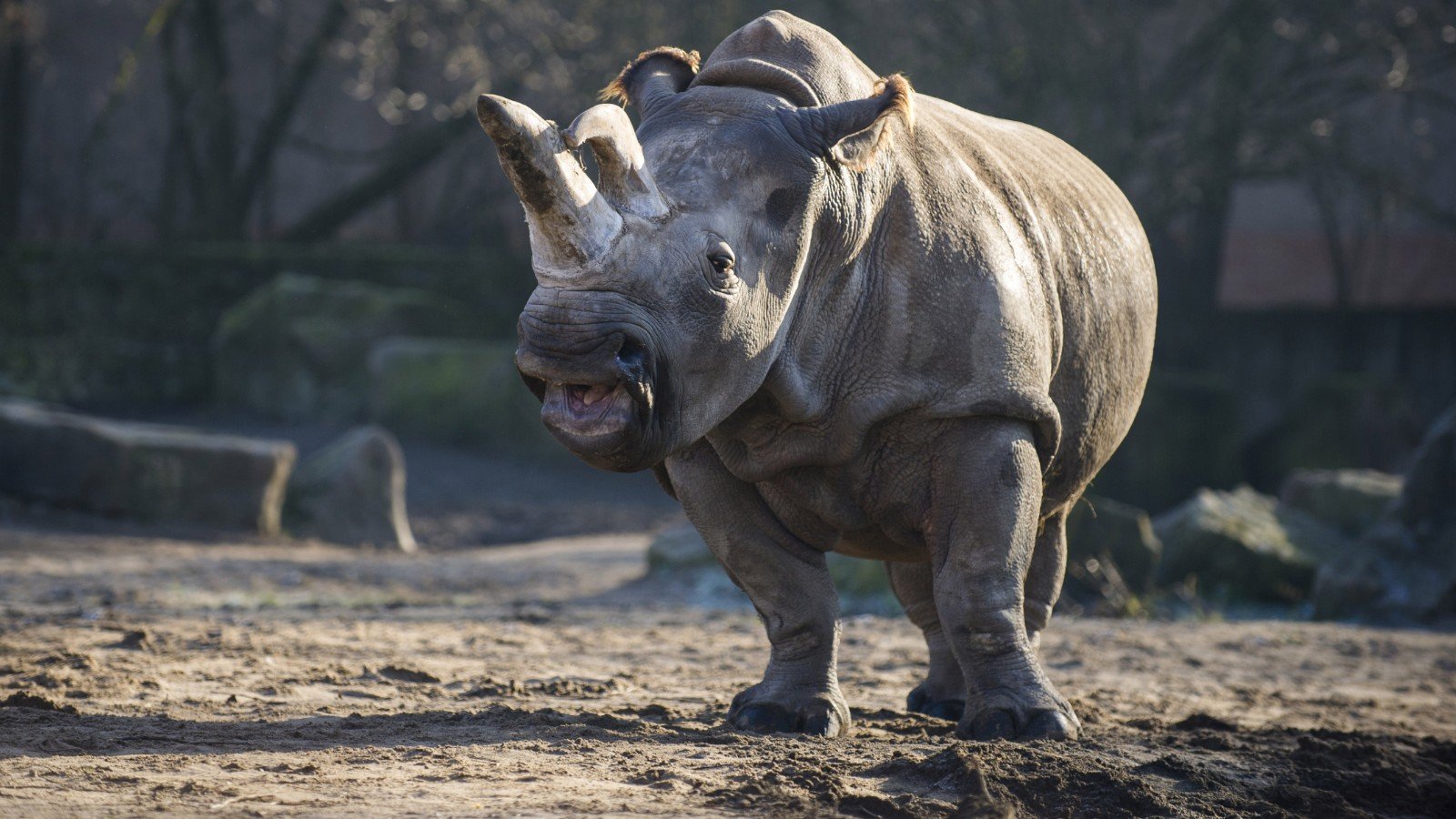 Носорог все выступления. Широконосый носорог. White Rhino 1997. Страшный носорог. Разъяренный носорог.