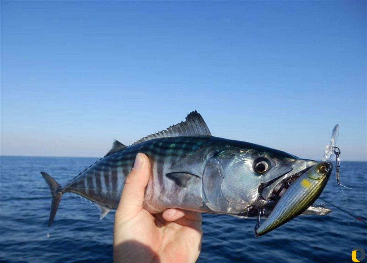 рыба которая водится в черном море