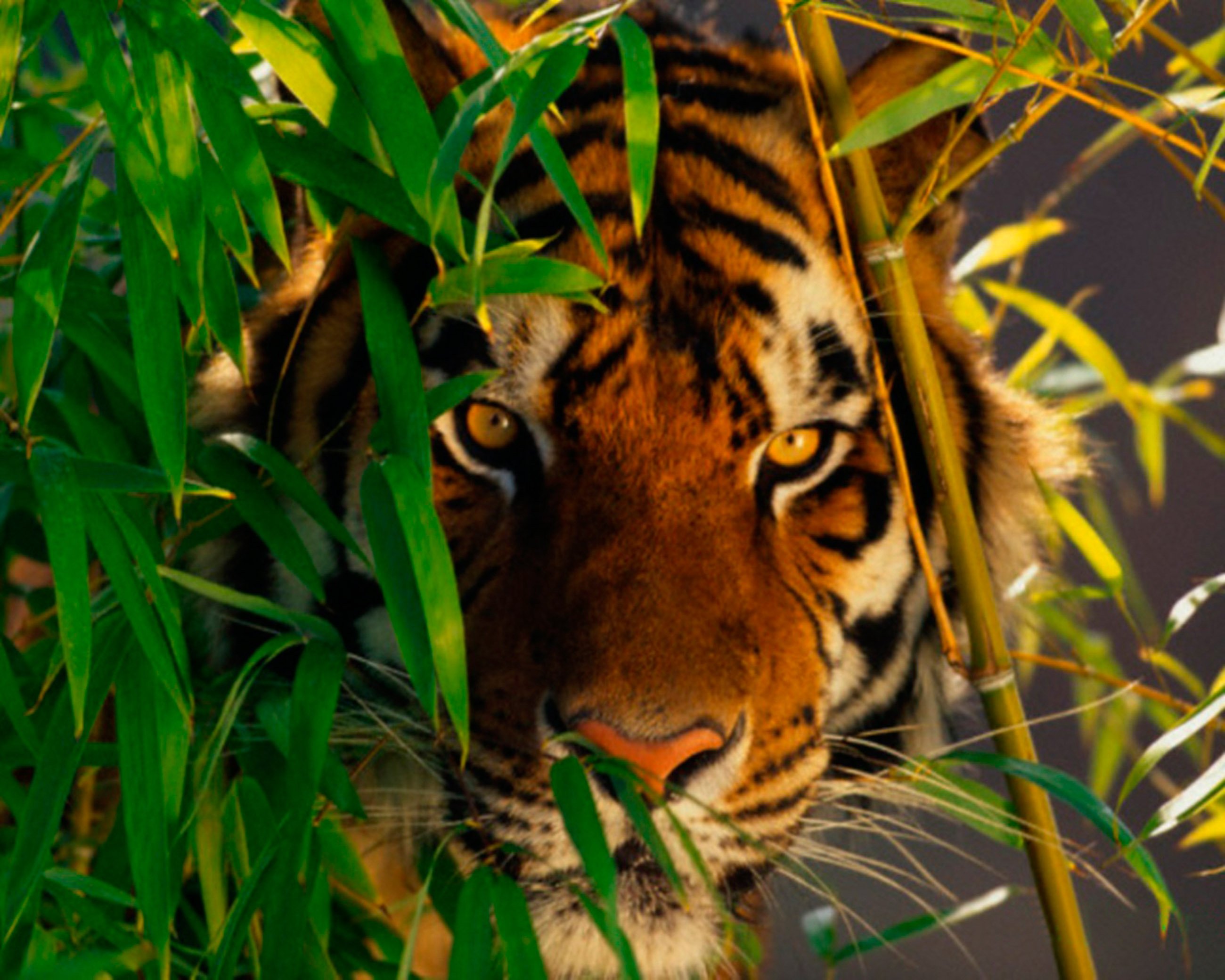 Jungle tiger. Тигр. Тигр в зарослях. Тигр в джунглях. Тигр в тропиках.