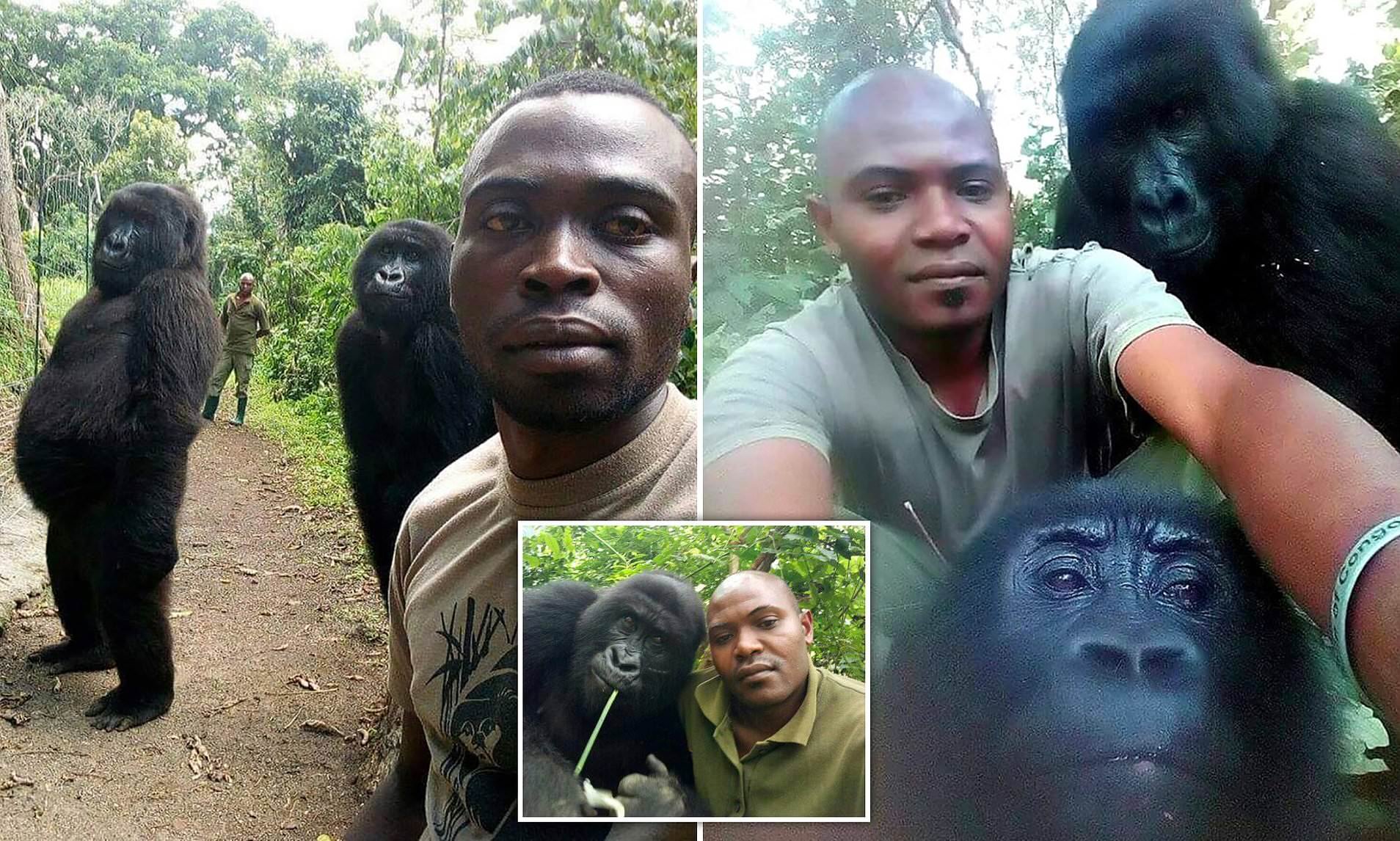 Больше похожего видео. Горилла в Конго Брент Стиртон 2007. Селфи с гориллами в Конго. "Горилла в Конго", Брент Стиртон,. Негр похожий на гориллу.