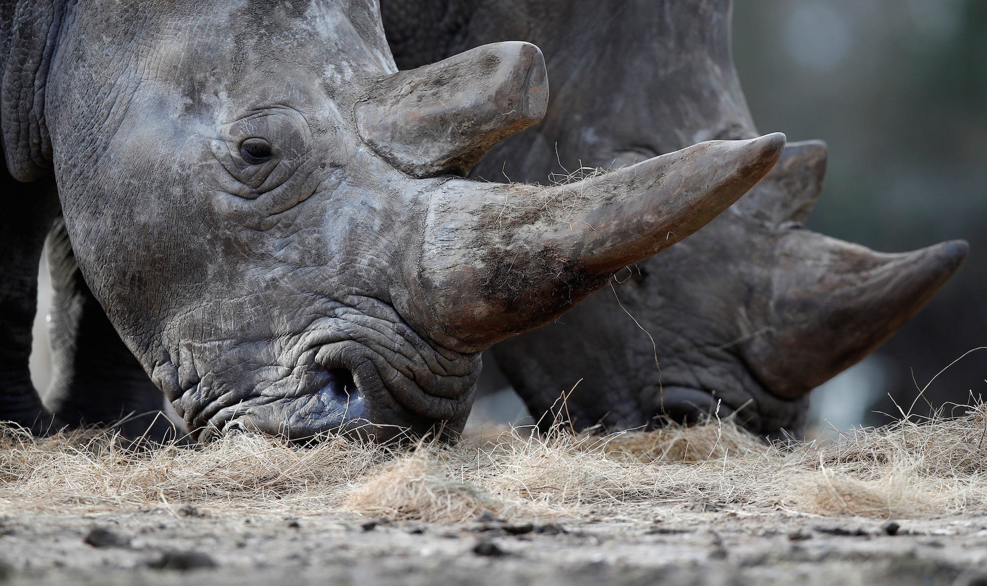 Носорог все выступления. Носорог большой. Носорог пища. Нос носорога.