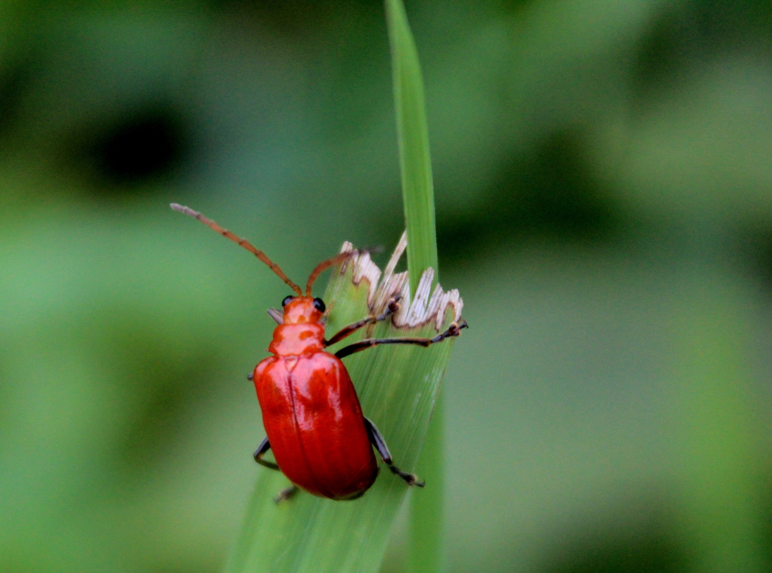 Читать красный жук. Красный Жук Листоед. Жук долгоносик красный. Жук красный хитин. Красные жуки в Тайланде.