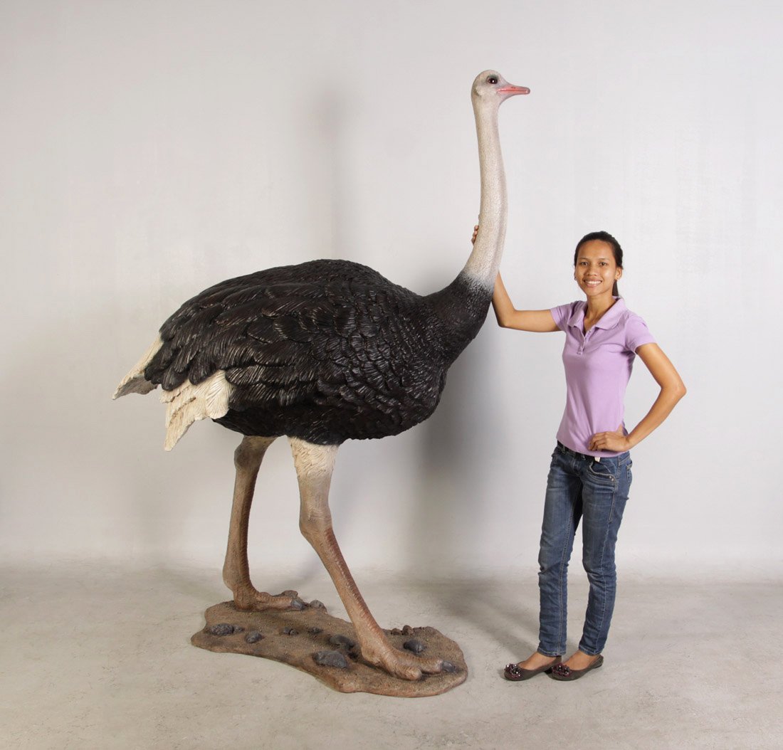 Страус размер. Эпиорнис мадагаскарский. Африканский страус рост. Рост Эпиорниса. Страус эму рост и вес.