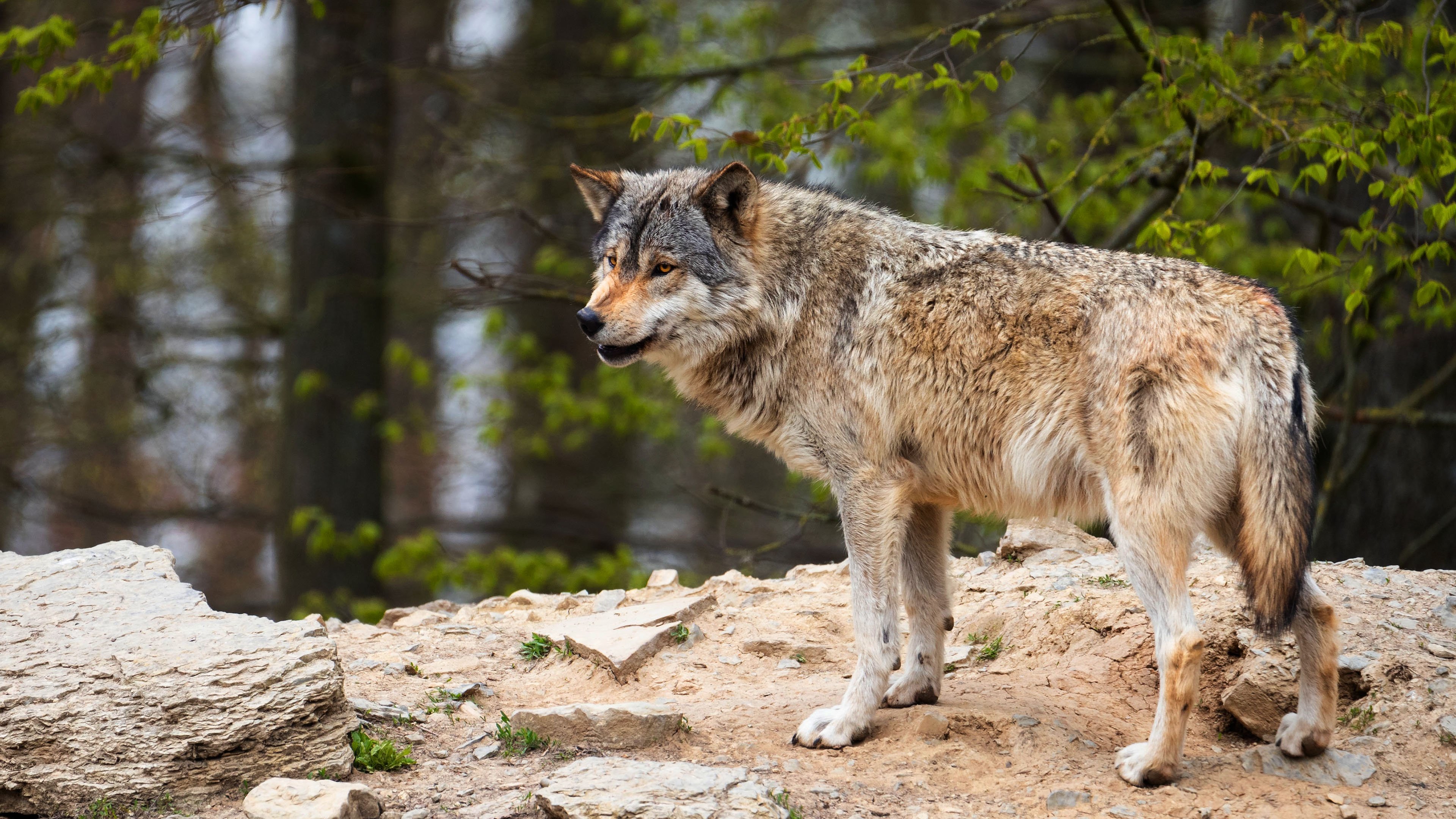 Хищное животное леса. Canis Lupus Campestris. Серый волк субтропики. Волк плотоядный зверь. Манитобский волк.