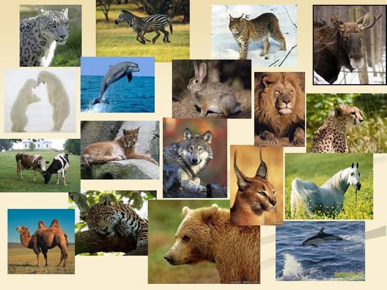 Отряд позвоночные животные. Млекопитающие животные. Разнообразие зверей. Млекопитающие звери. Млекопитающие картинки.