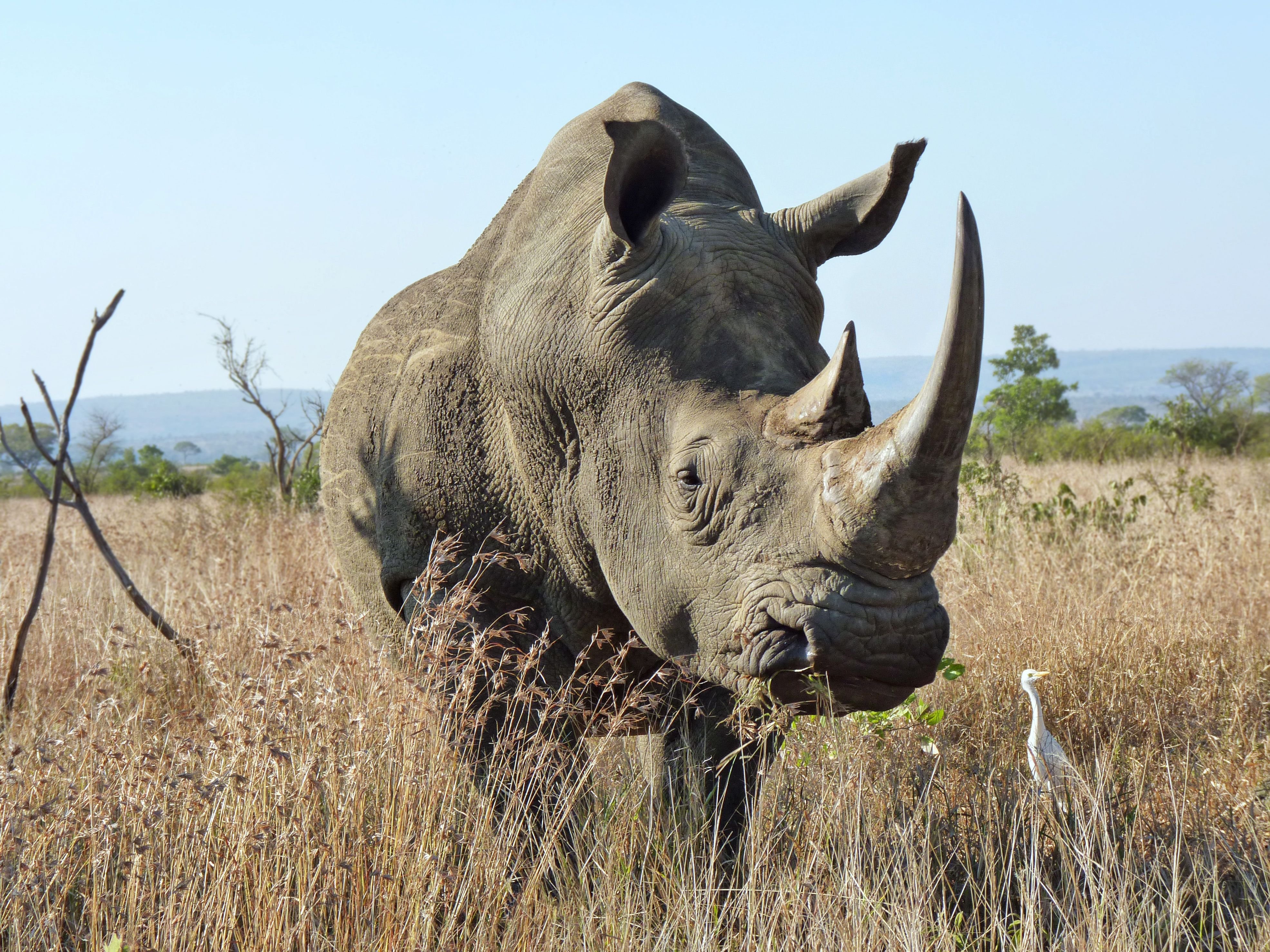 Страна носорогов. Широконосый носорог. Злой носорог. Нападающий носорог. Разъяренный носорог.