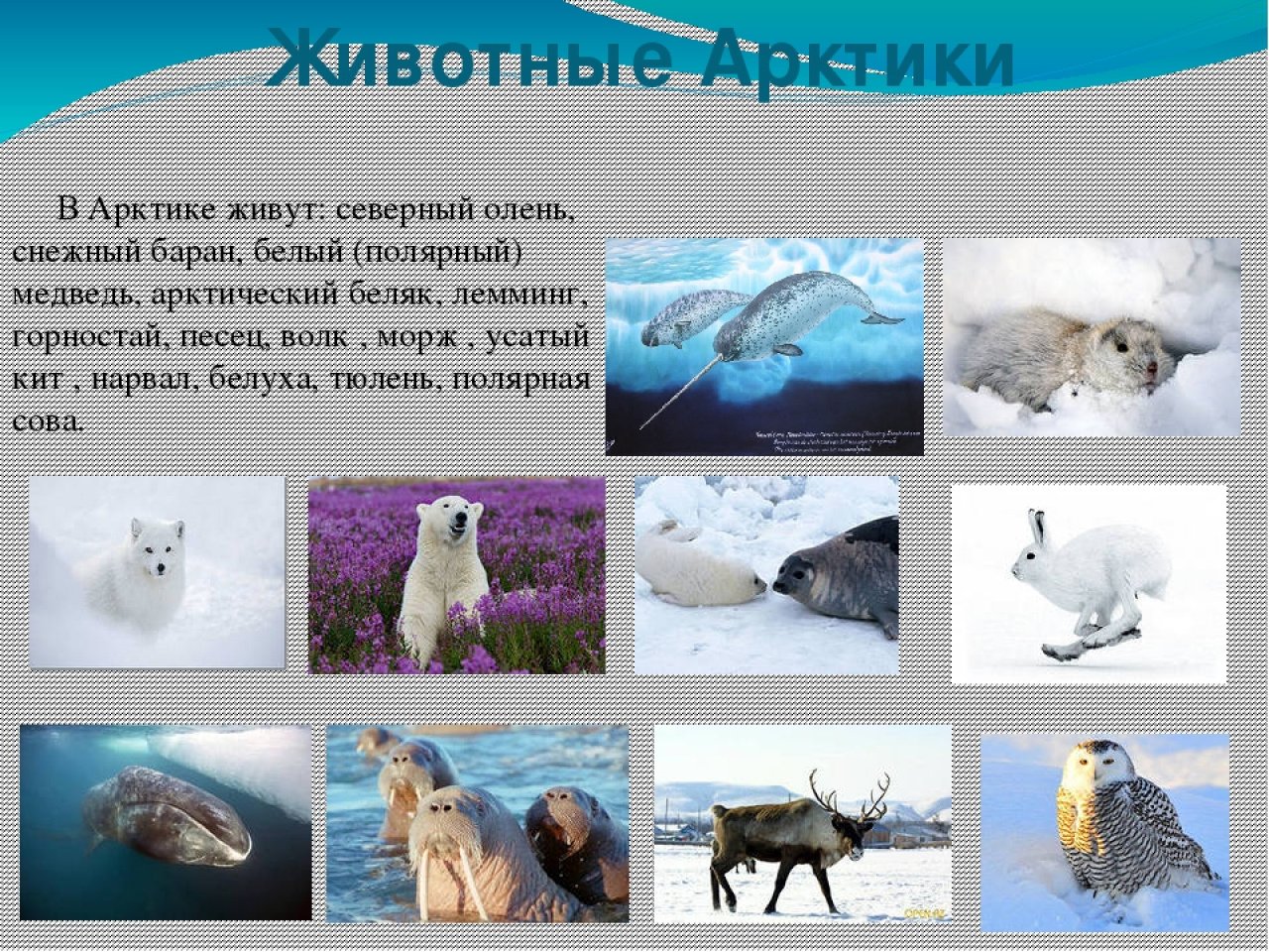 Животные Арктики презентация