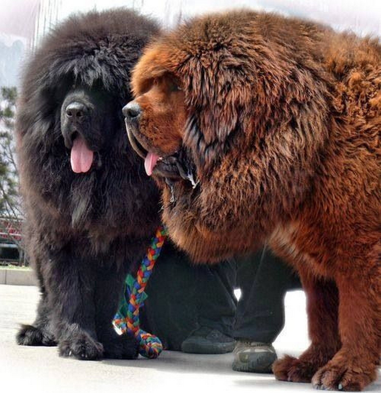 Огромные собаки видео. Тибетский мастиф. Мастиф тибетский мастиф. Тибетский мастиф щенок. Самая большая собака.