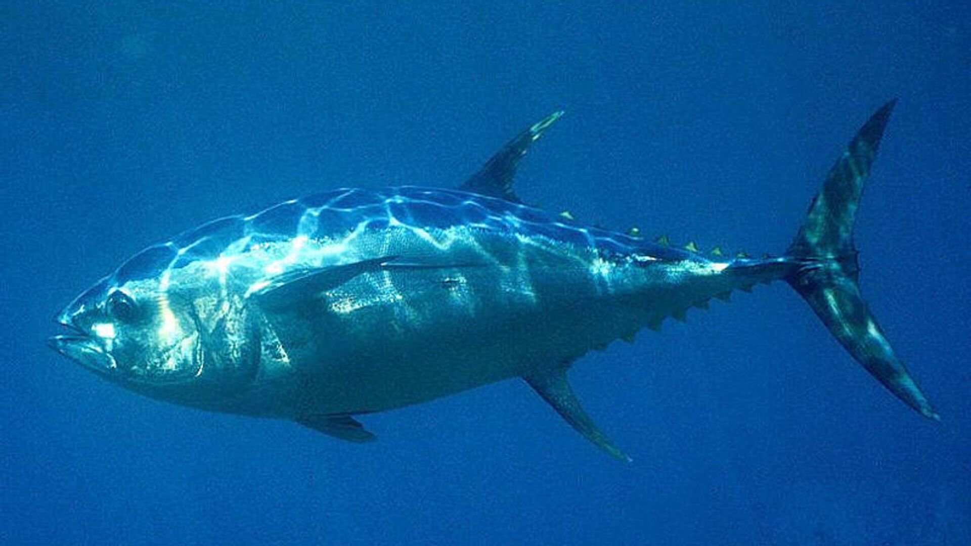 Т а н э ц. Тунец скумбриевидный. Голубой тунец. Рыба голубой тунец. Чернопёрый тунец.