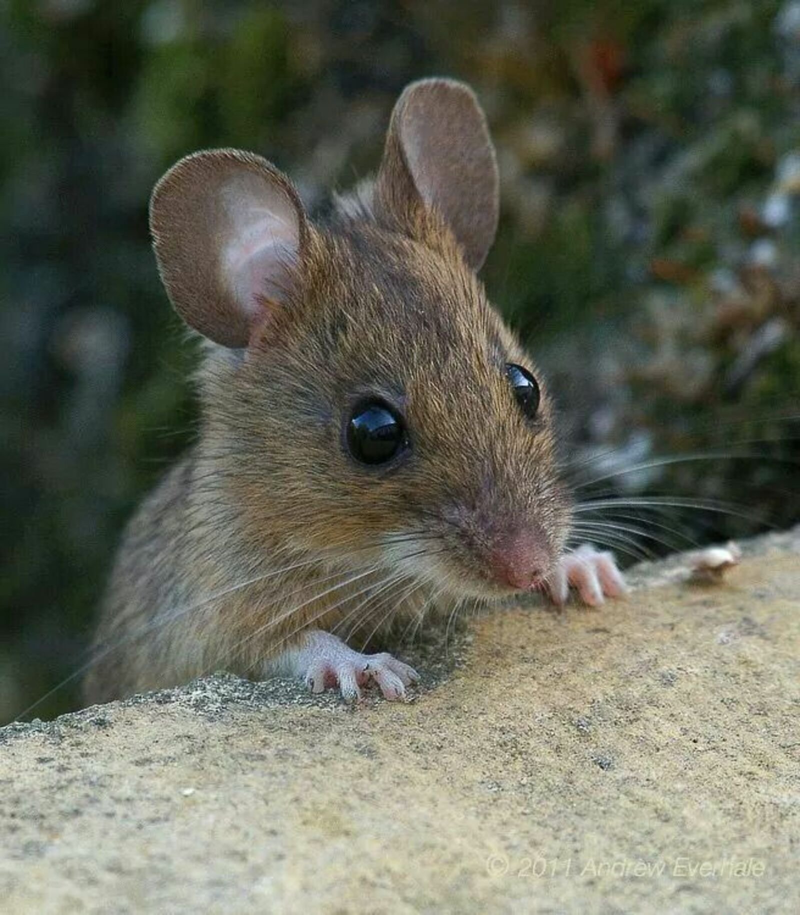 Маленькие живые мышки. Желтогорлая Лесная мышь. Мышь животное. Мышка Живая. Мелкие Грызуны.
