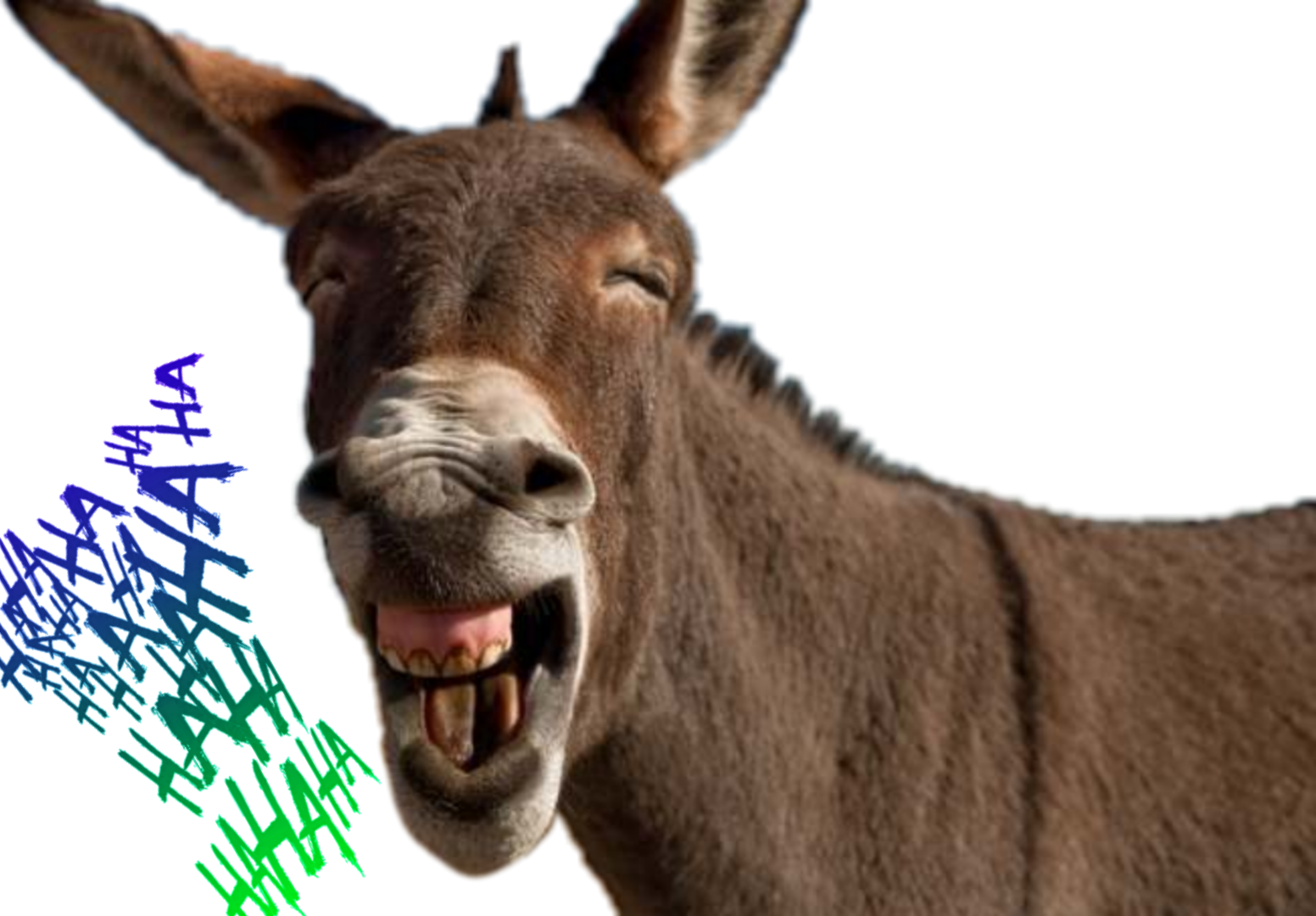 Tj Donkey Show